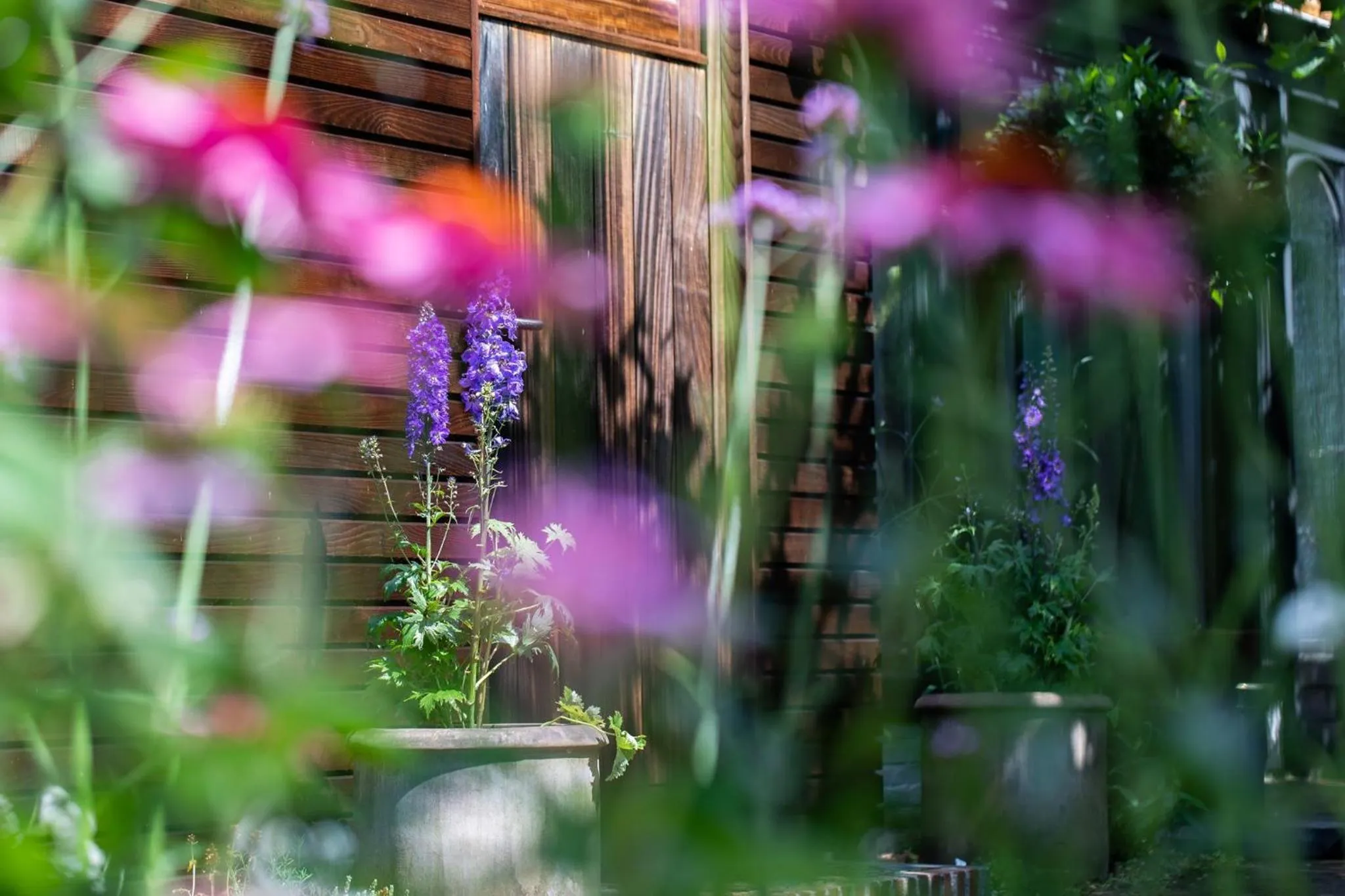 Beeltjens B&B: Wolf&Belle