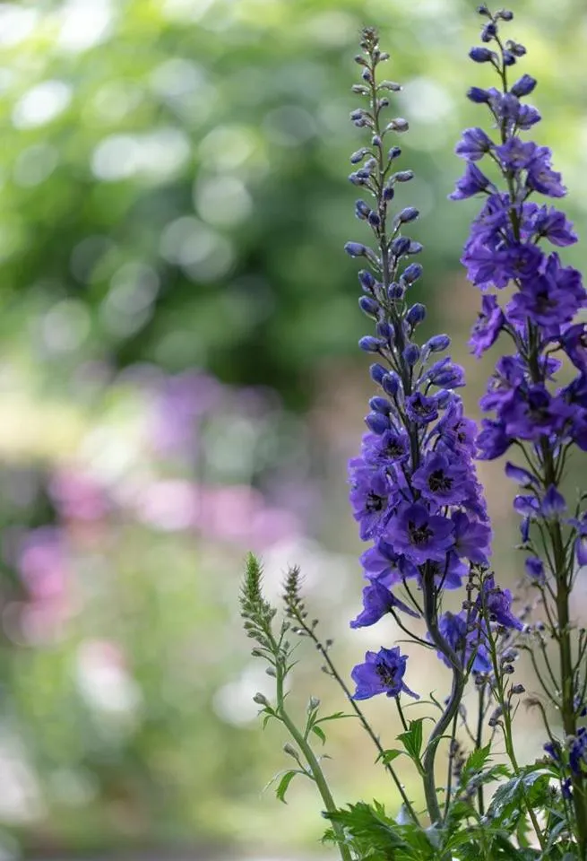 Beeltjens B&B: Wolf&Belle