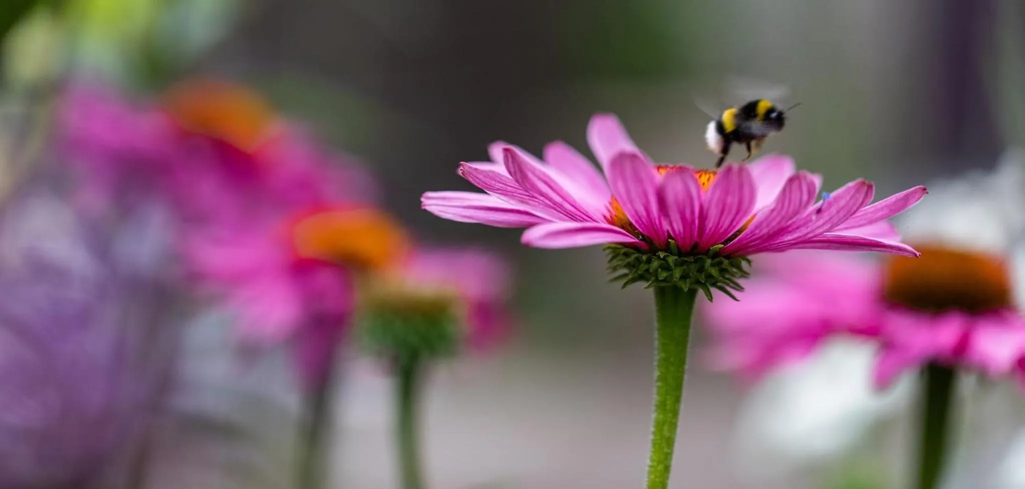 Beeltjens B&B: Wolf&Belle