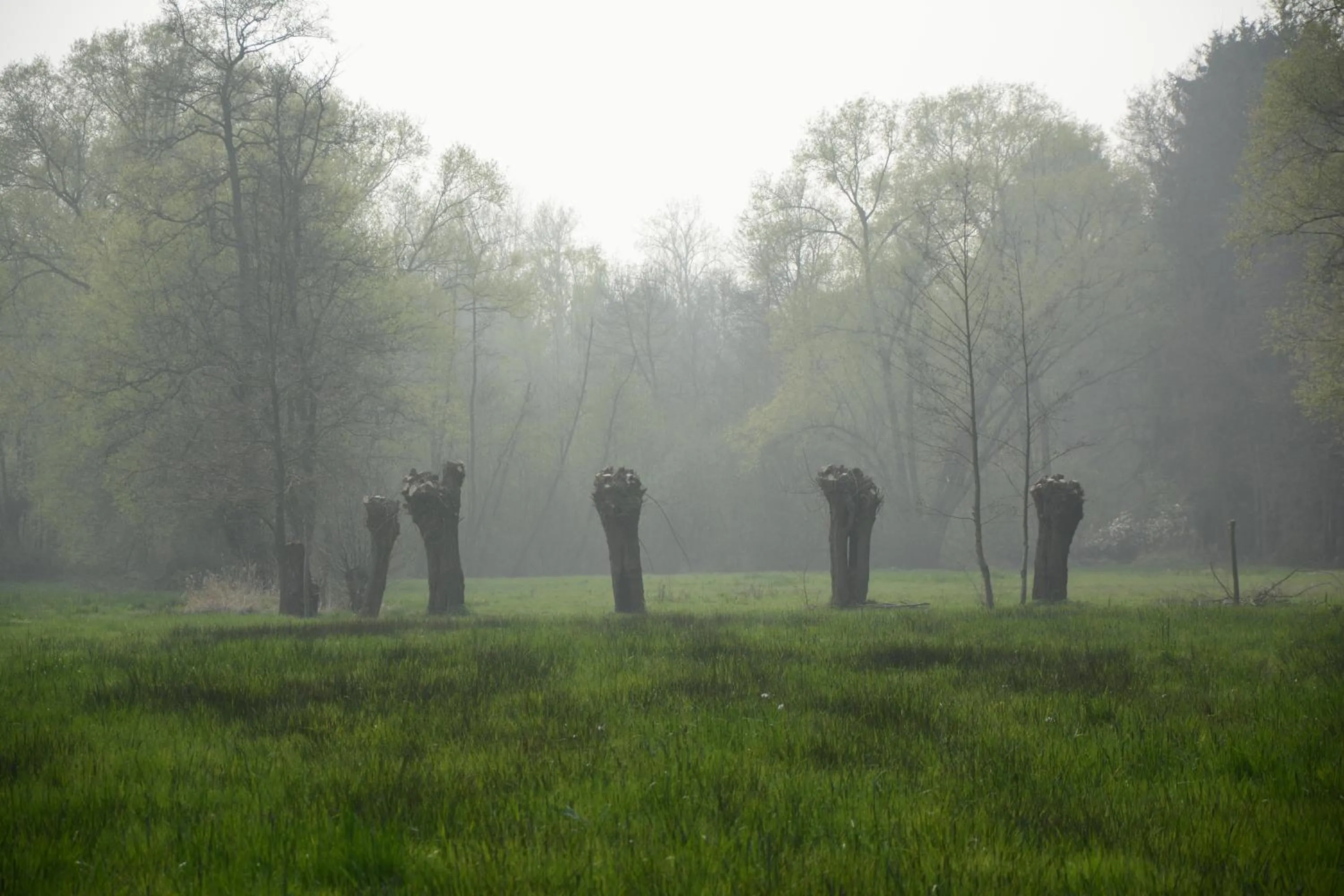 Natural landscape in Beeltjens B&B: Wolf&Belle