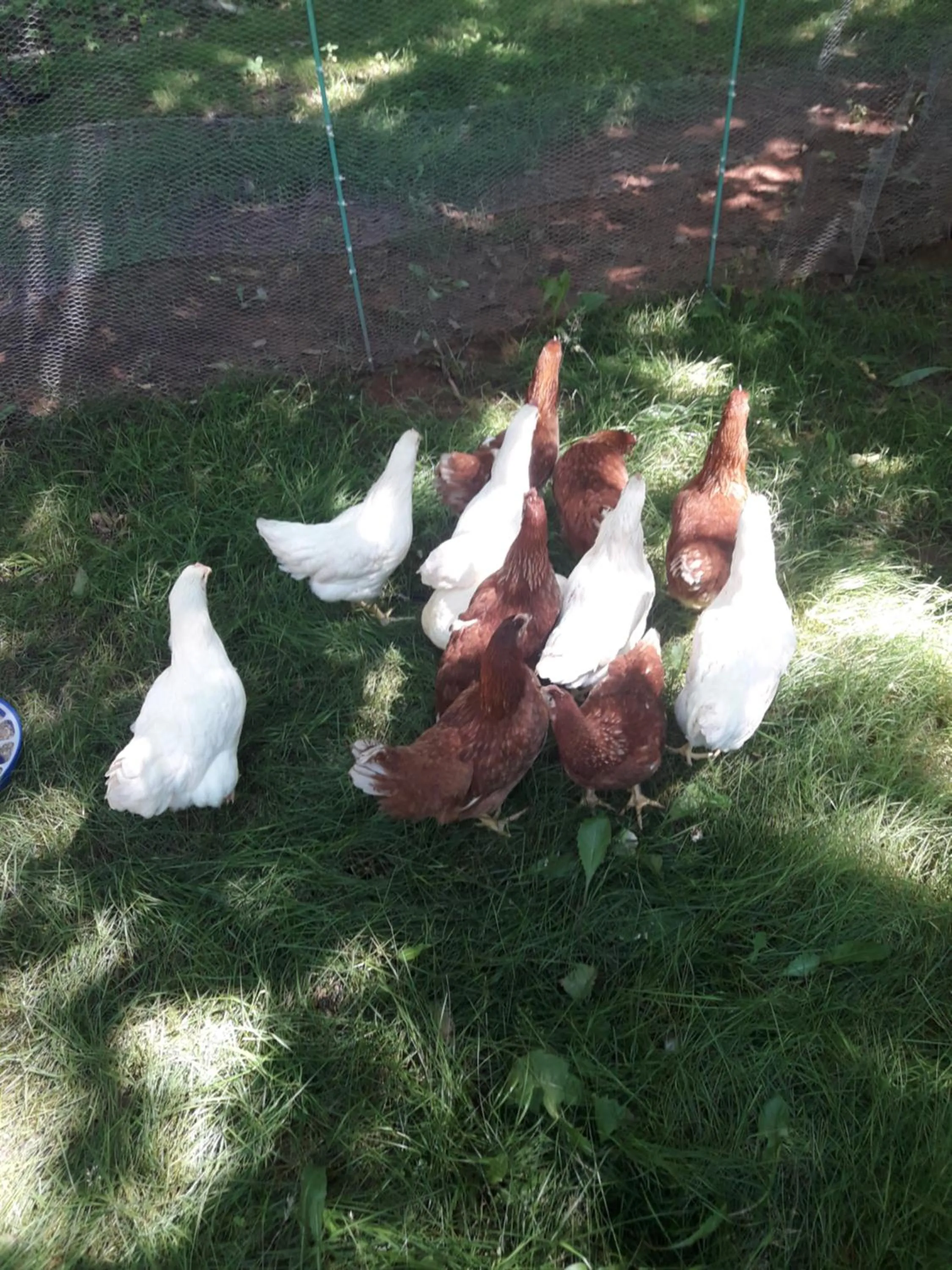 Animals in Chestnut Lane Bed and Breakfast