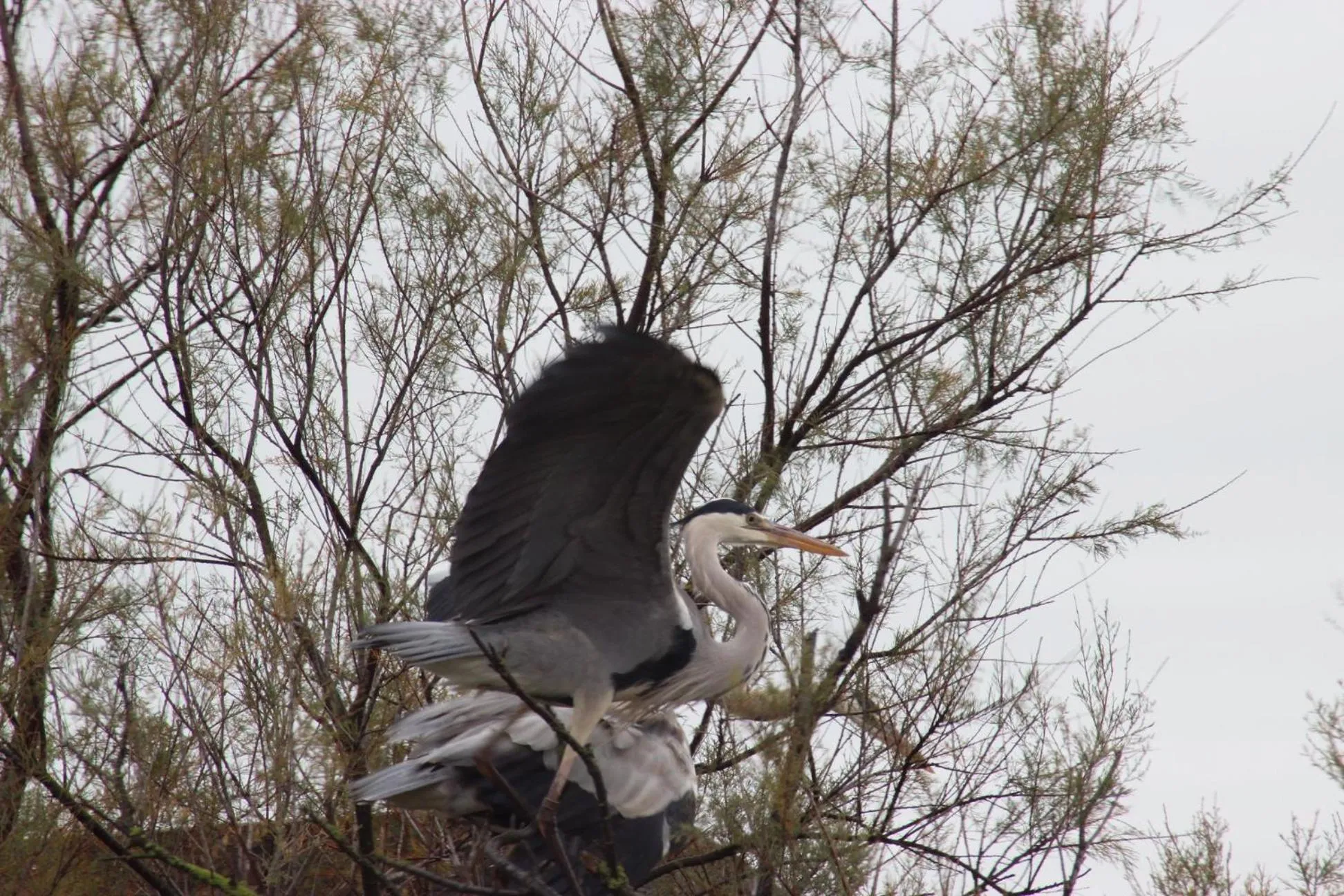 Lou Meinado, un concept "comme à l'hôtel"