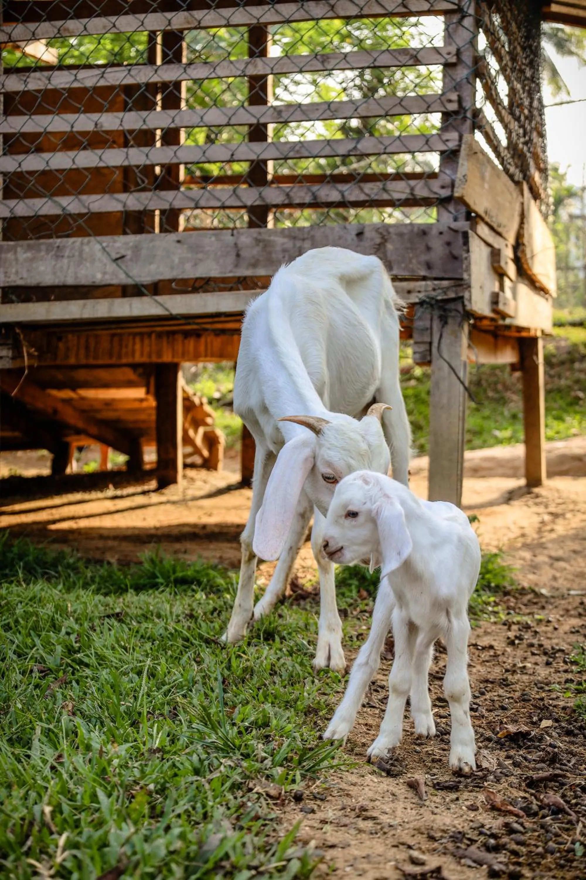 Garden in The Flame Tree Estate & Hotel