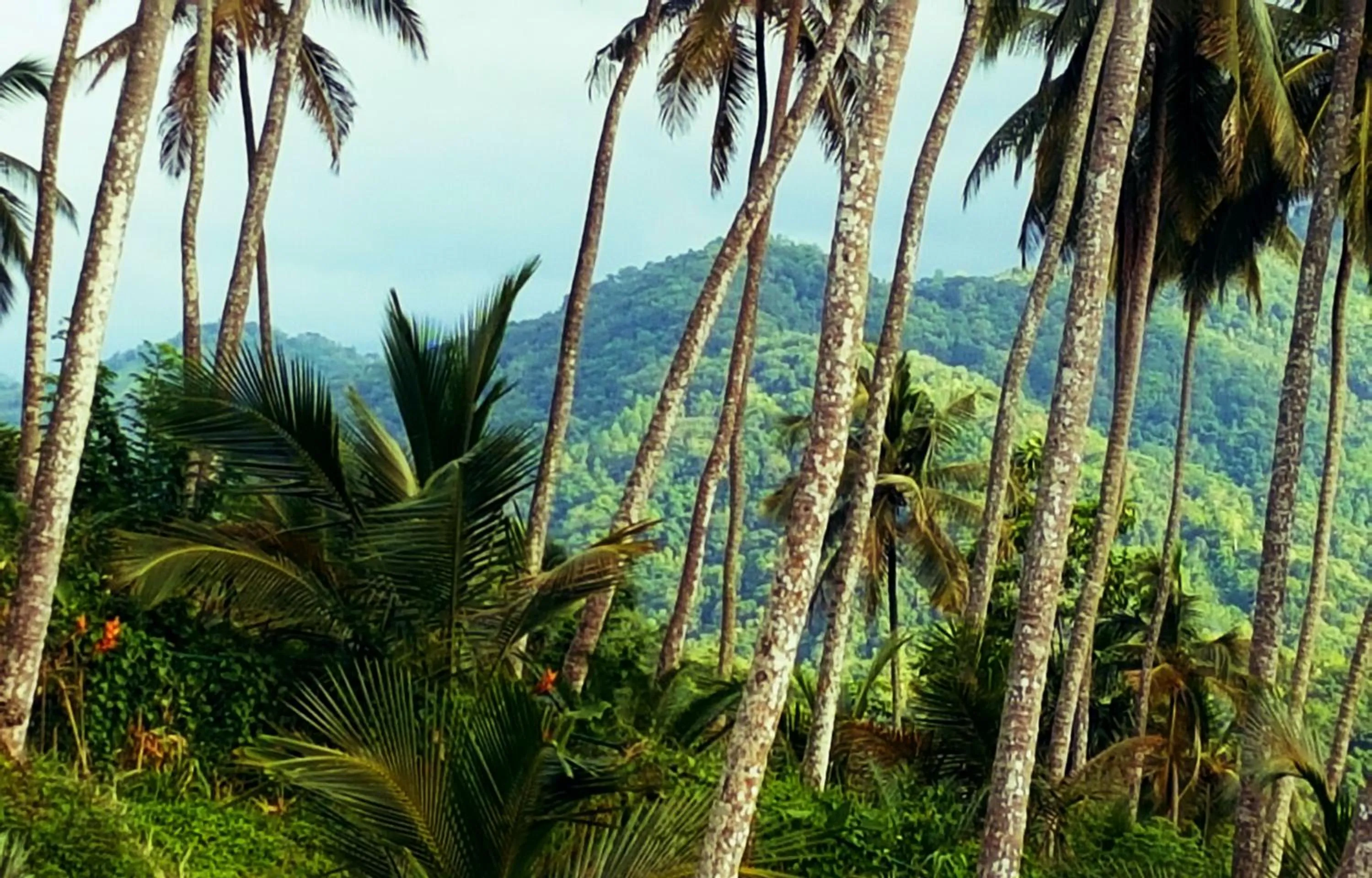 Bedroom in The Flame Tree Estate & Hotel