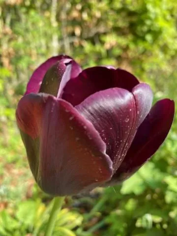 Garden in B&B Boerderij De Vaete - Duurzaam genieten in de zak van Zuid-Beveland