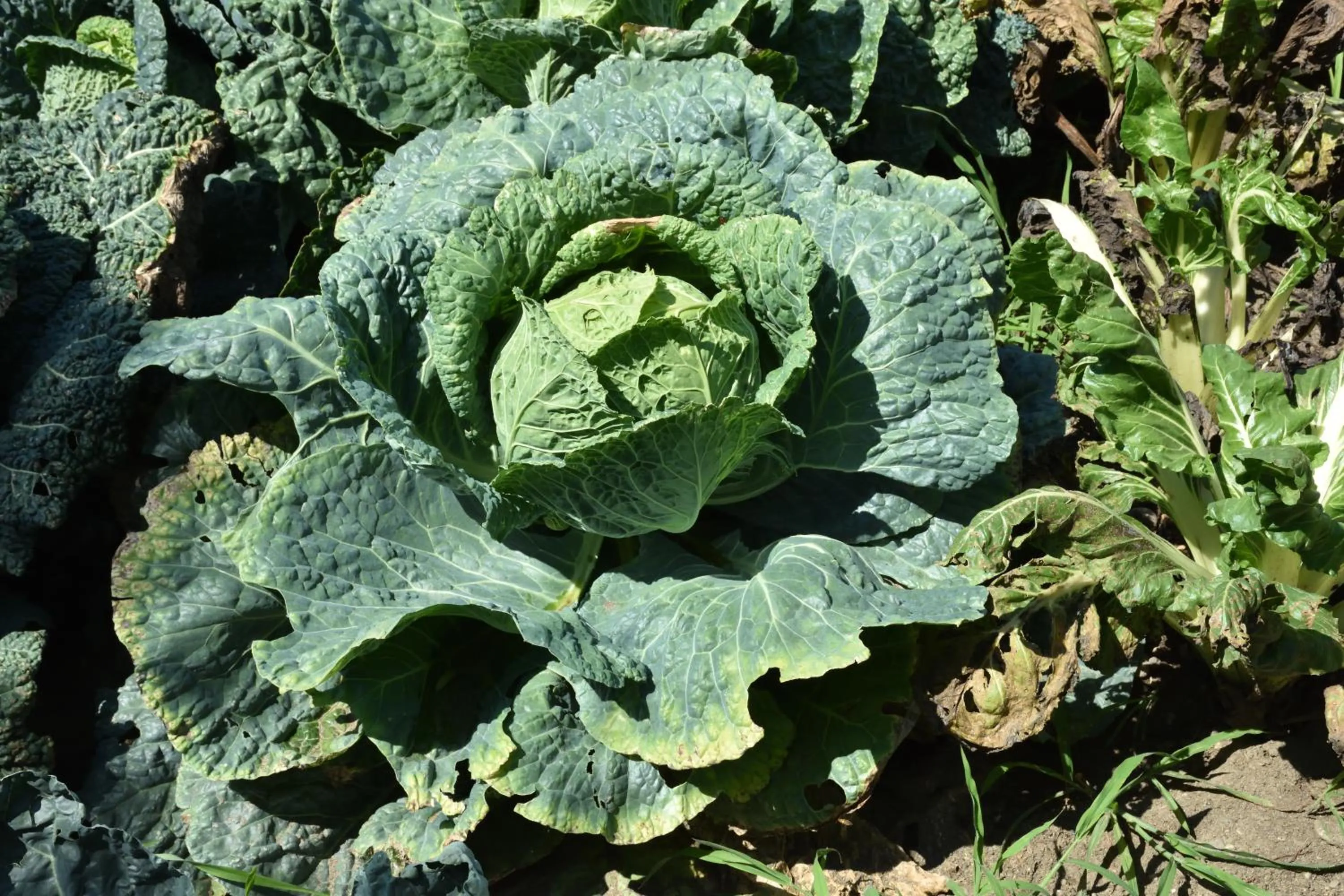 Agriturismo Il Colle