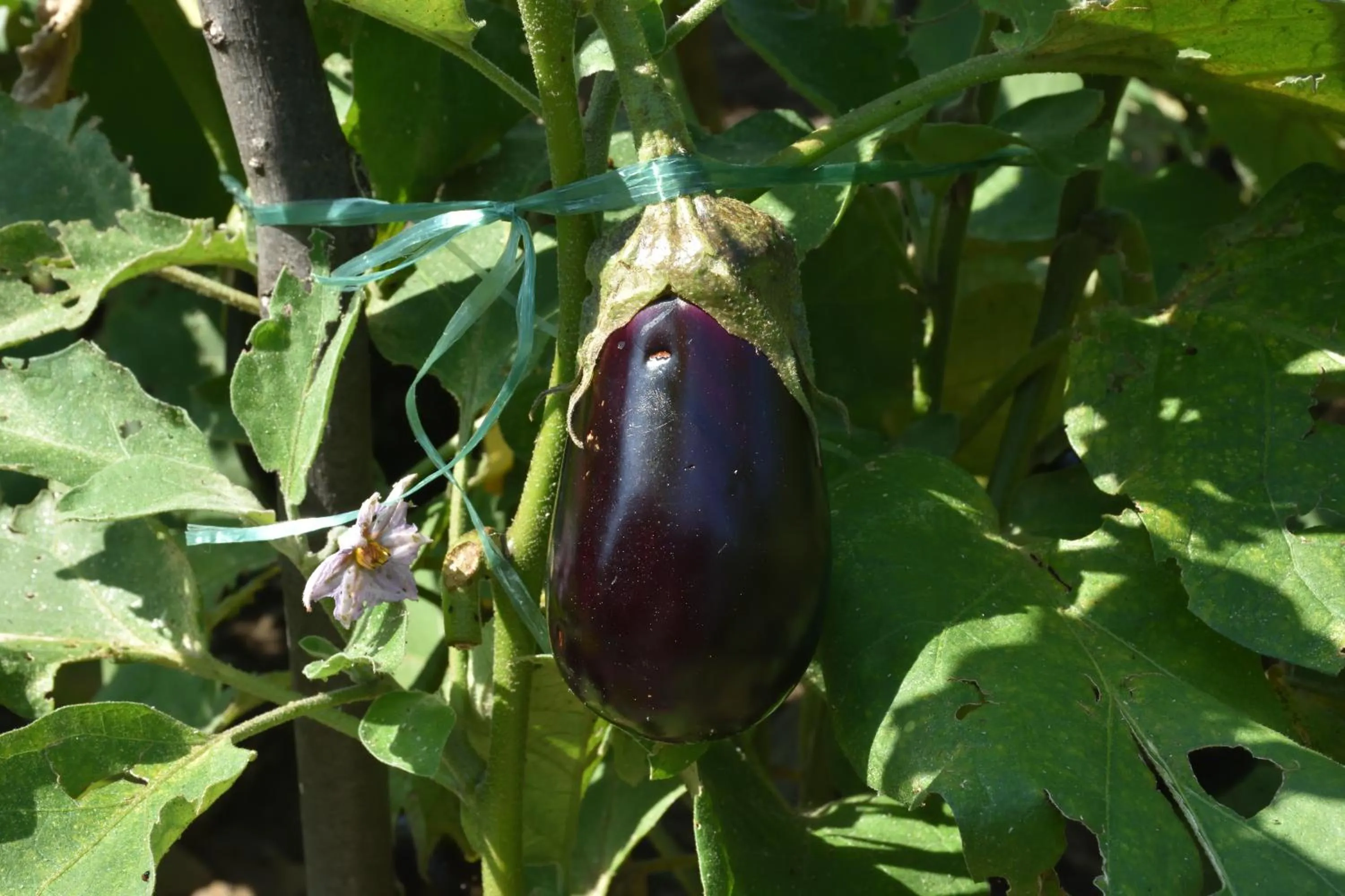 Agriturismo Il Colle