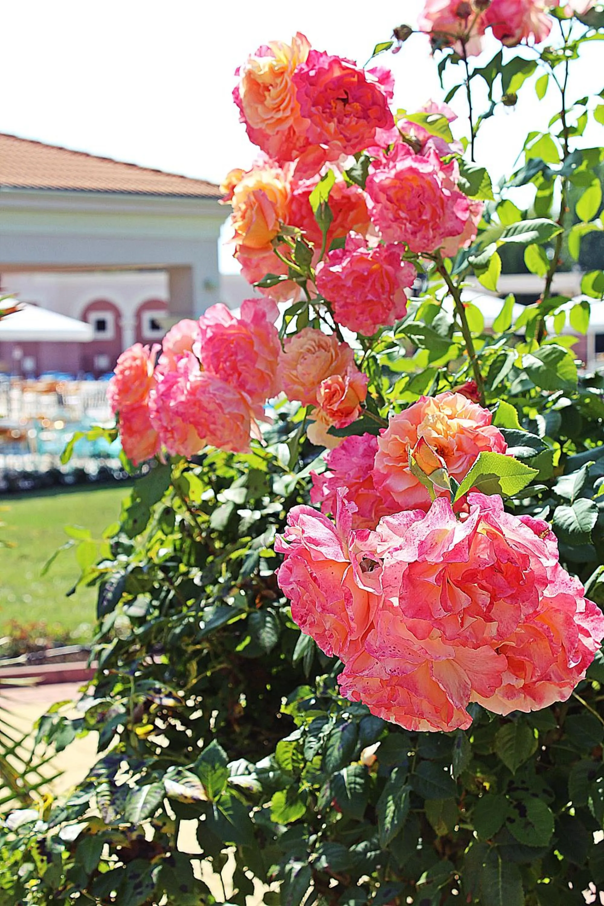 Garden in Duni Holiday Village - All Inclusive