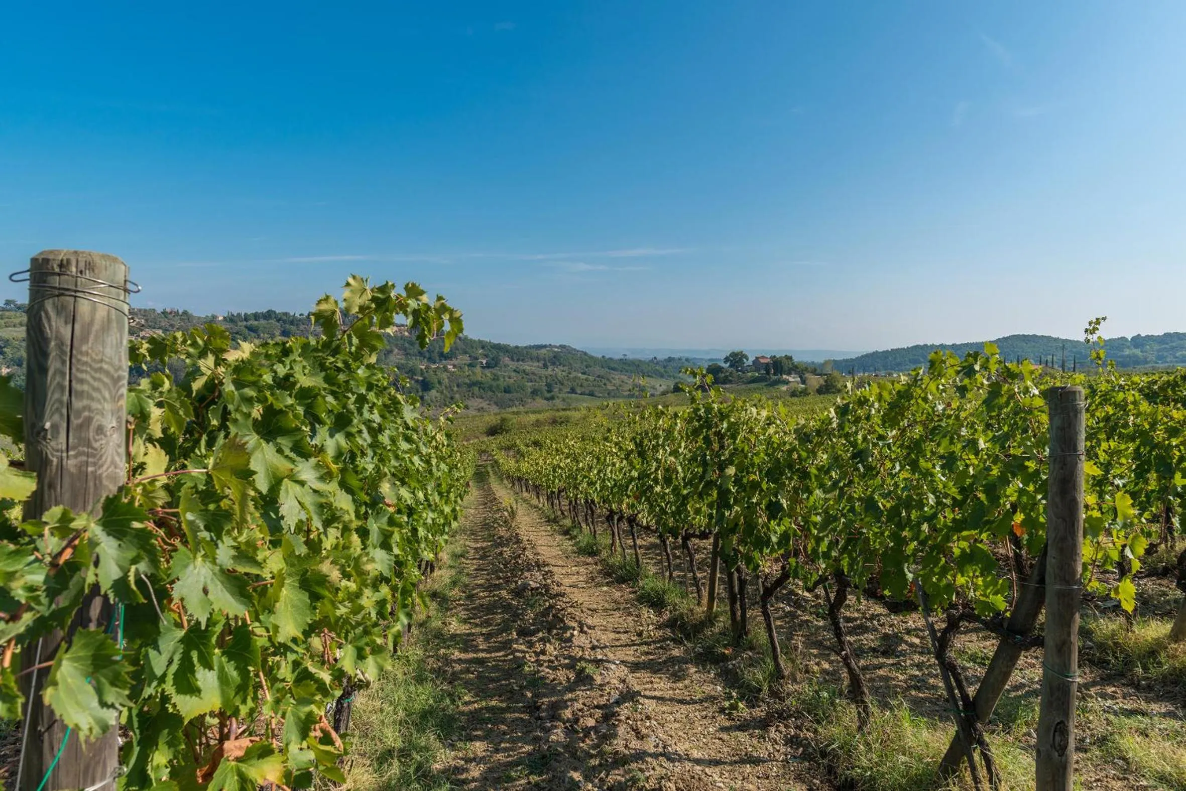 The Grapevine by MANVI