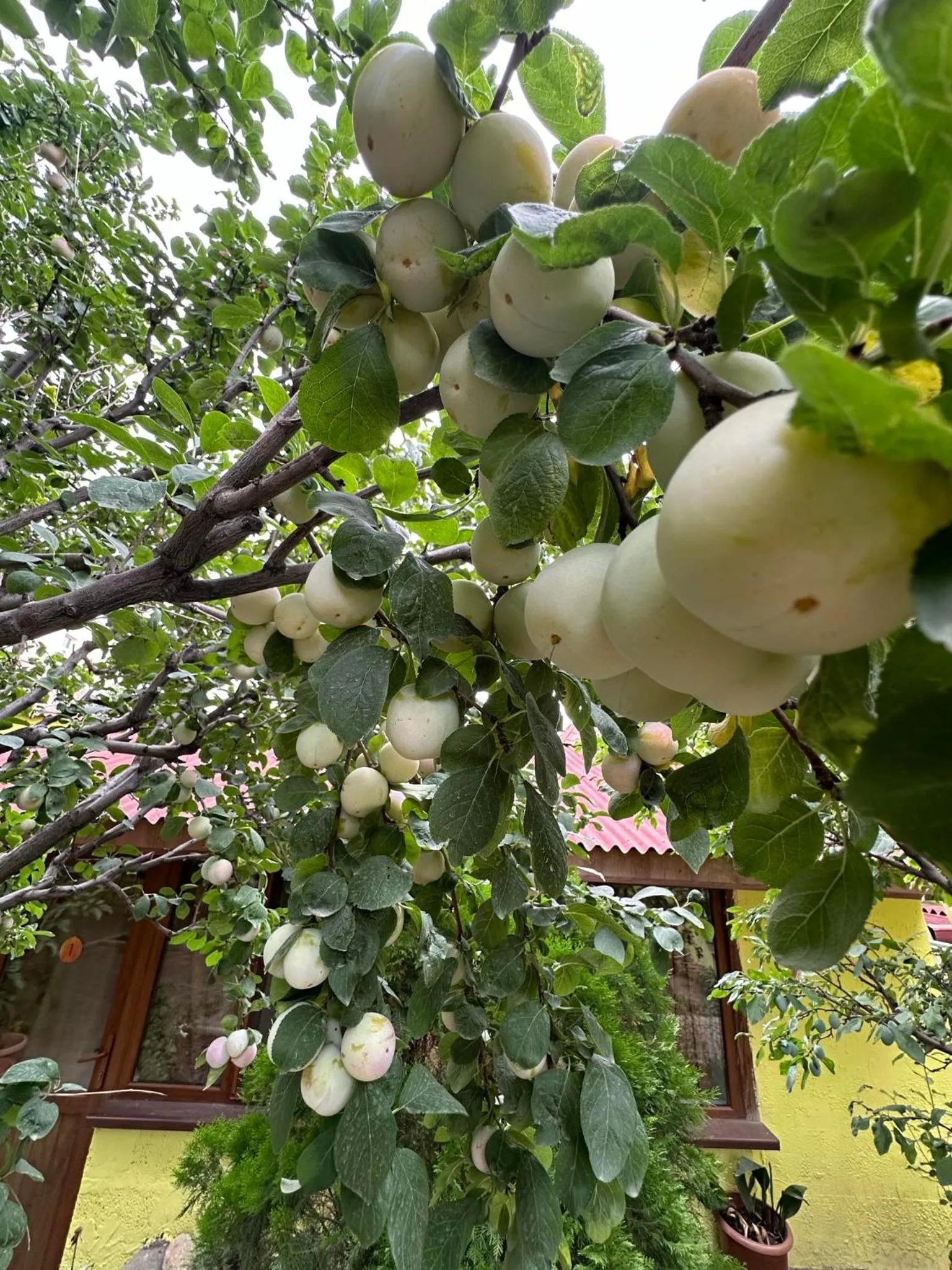 Li Yes Yerevan hotel