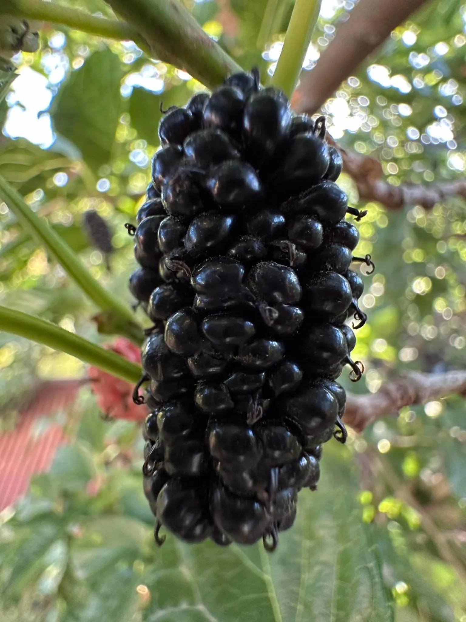 Li Yes Yerevan hotel