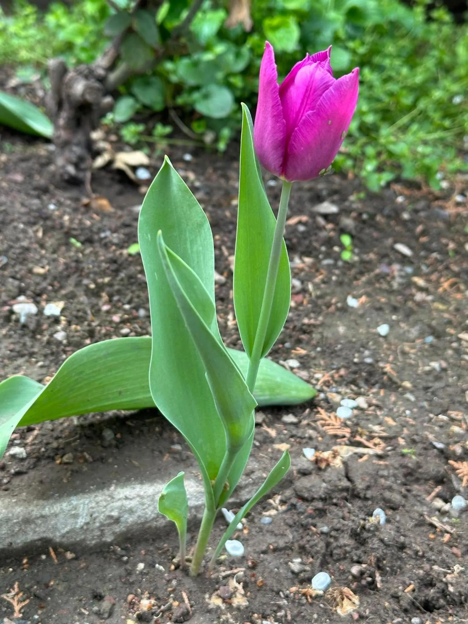 Li Yes Yerevan hotel