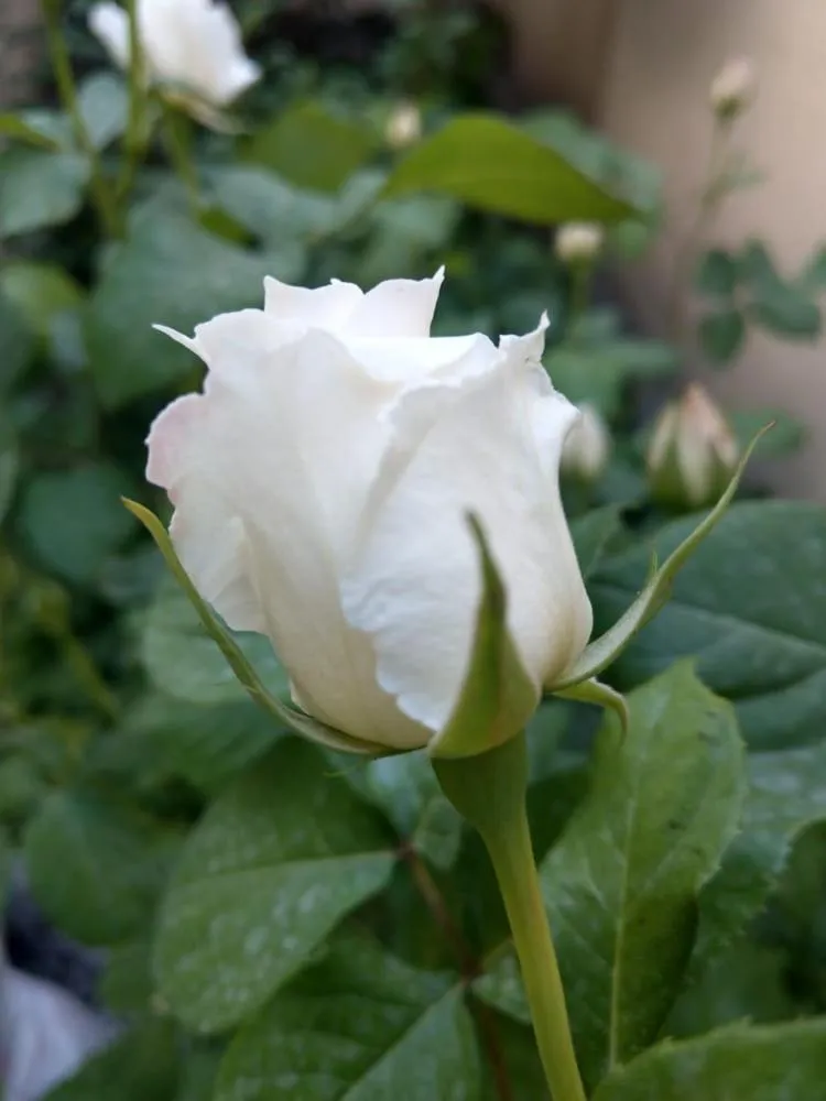 Li Yes Yerevan hotel