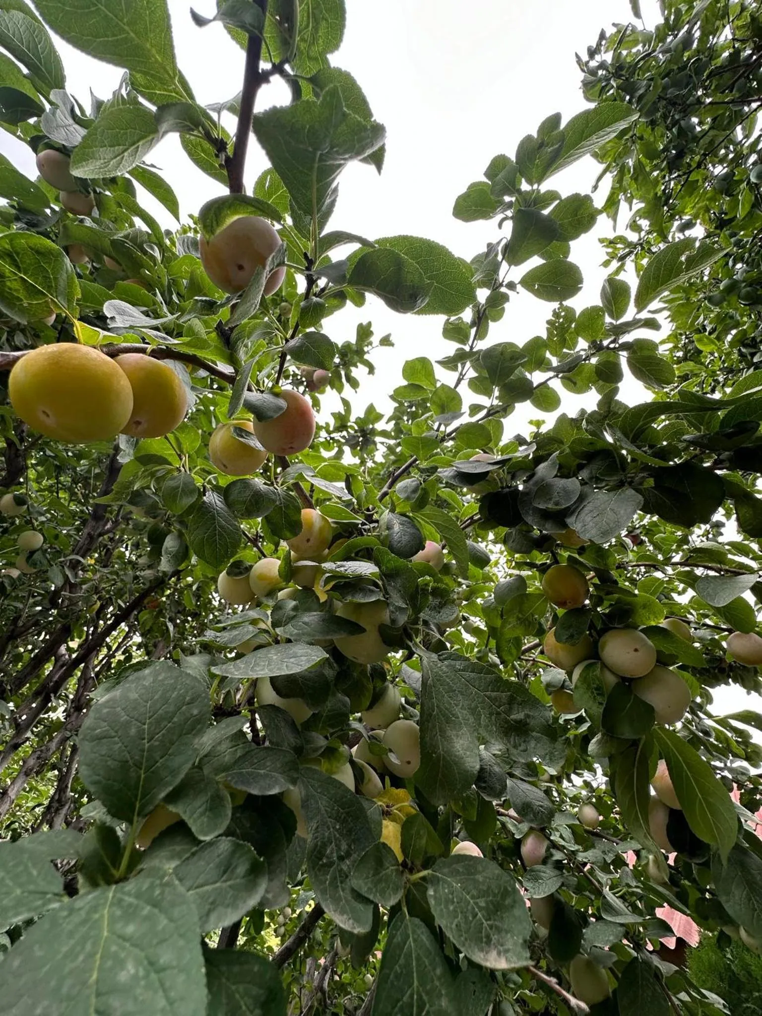 Li Yes Yerevan hotel