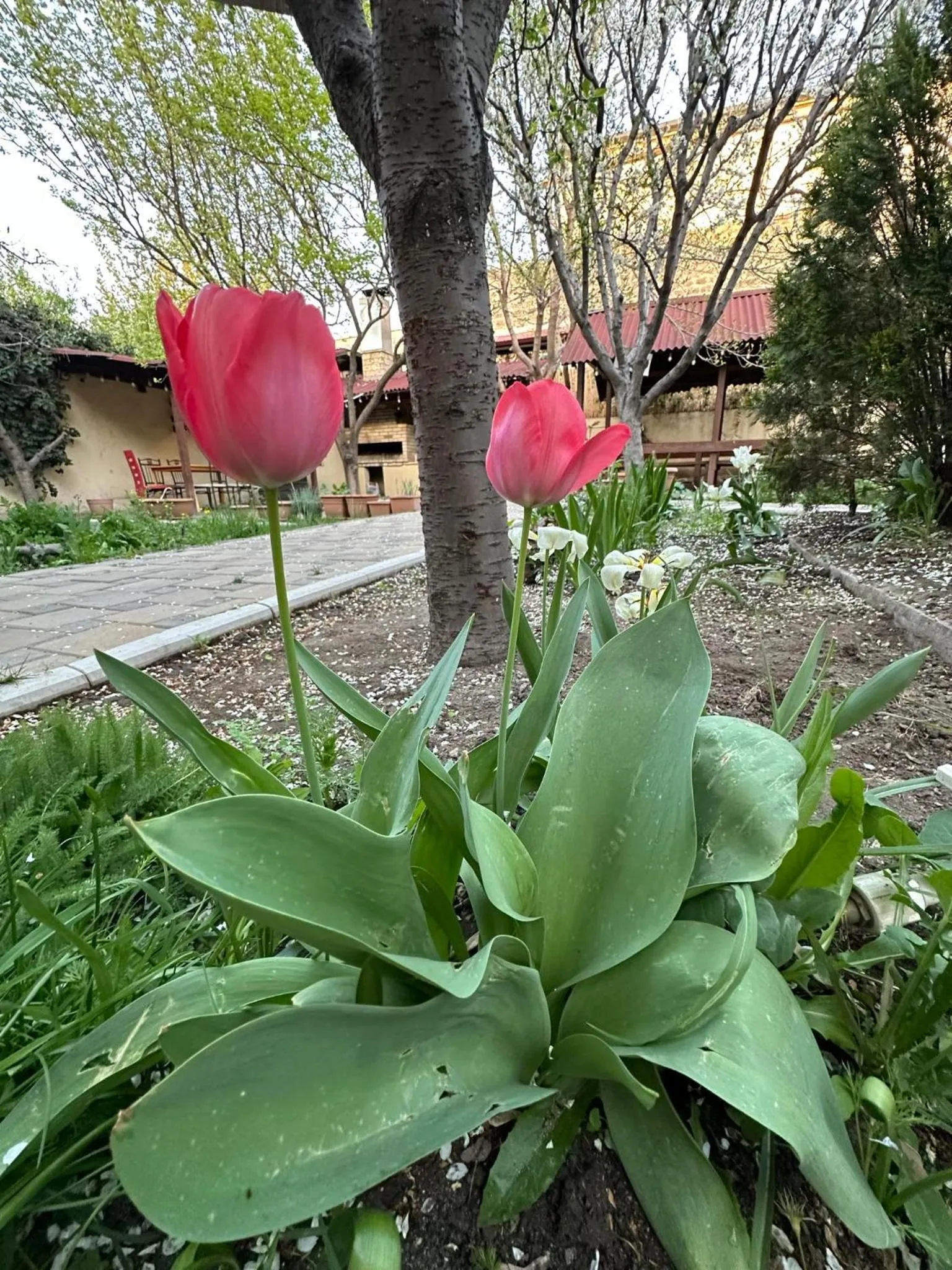 Li Yes Yerevan hotel