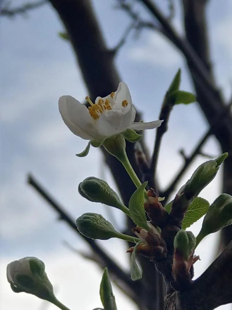 Li Yes Yerevan hotel