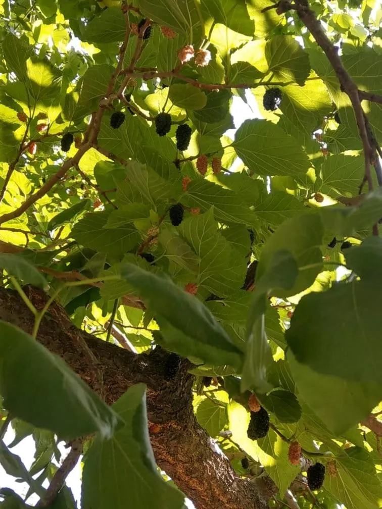 Li Yes Yerevan hotel