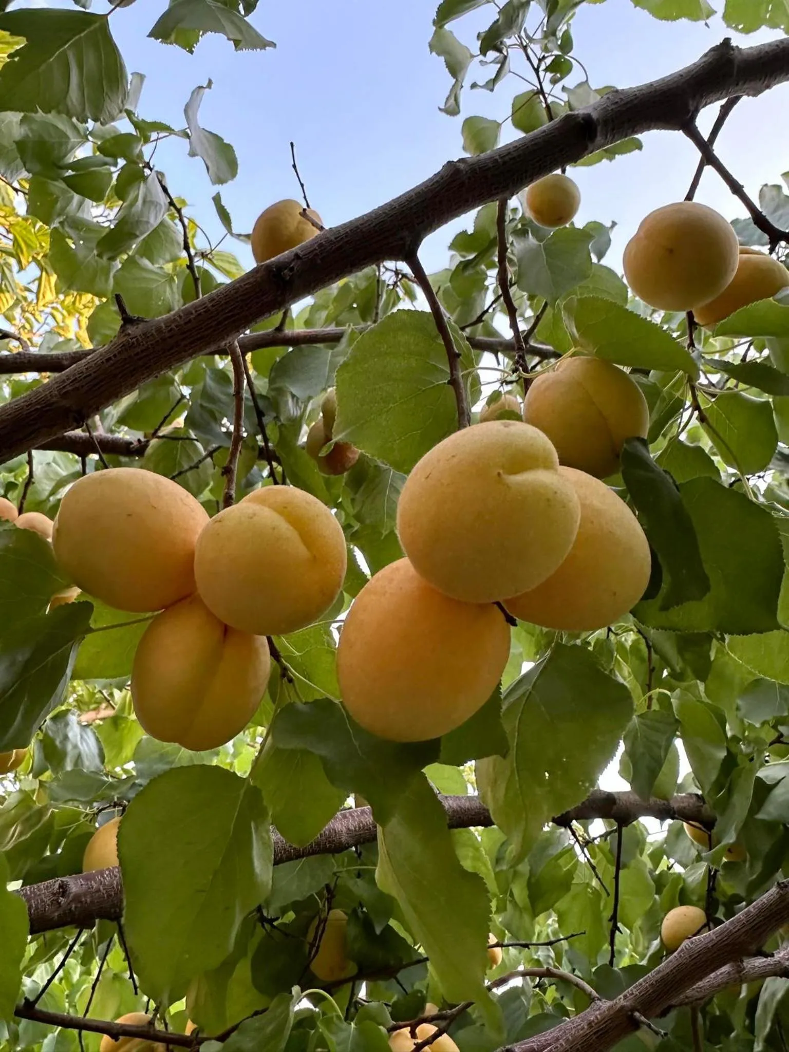 Li Yes Yerevan hotel