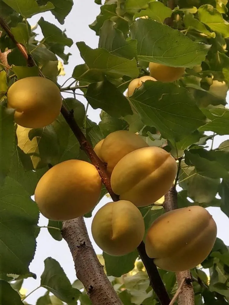 Li Yes Yerevan hotel