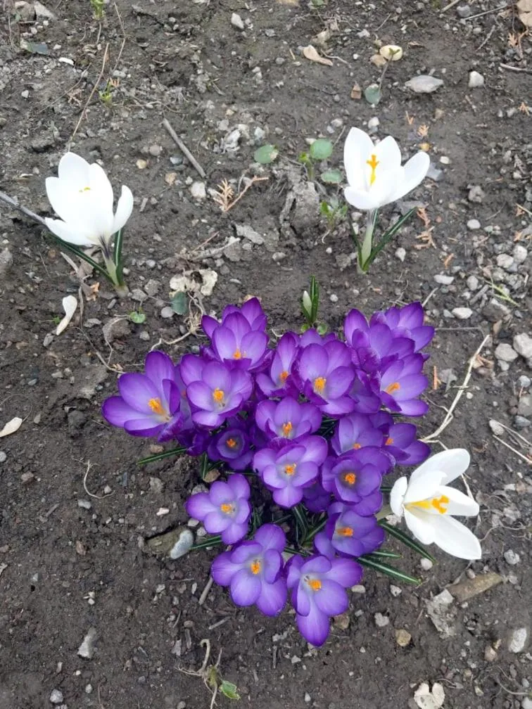 Li Yes Yerevan hotel