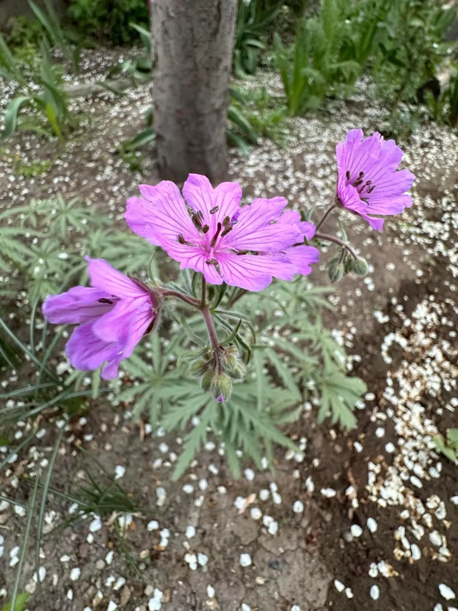 Li Yes Yerevan hotel