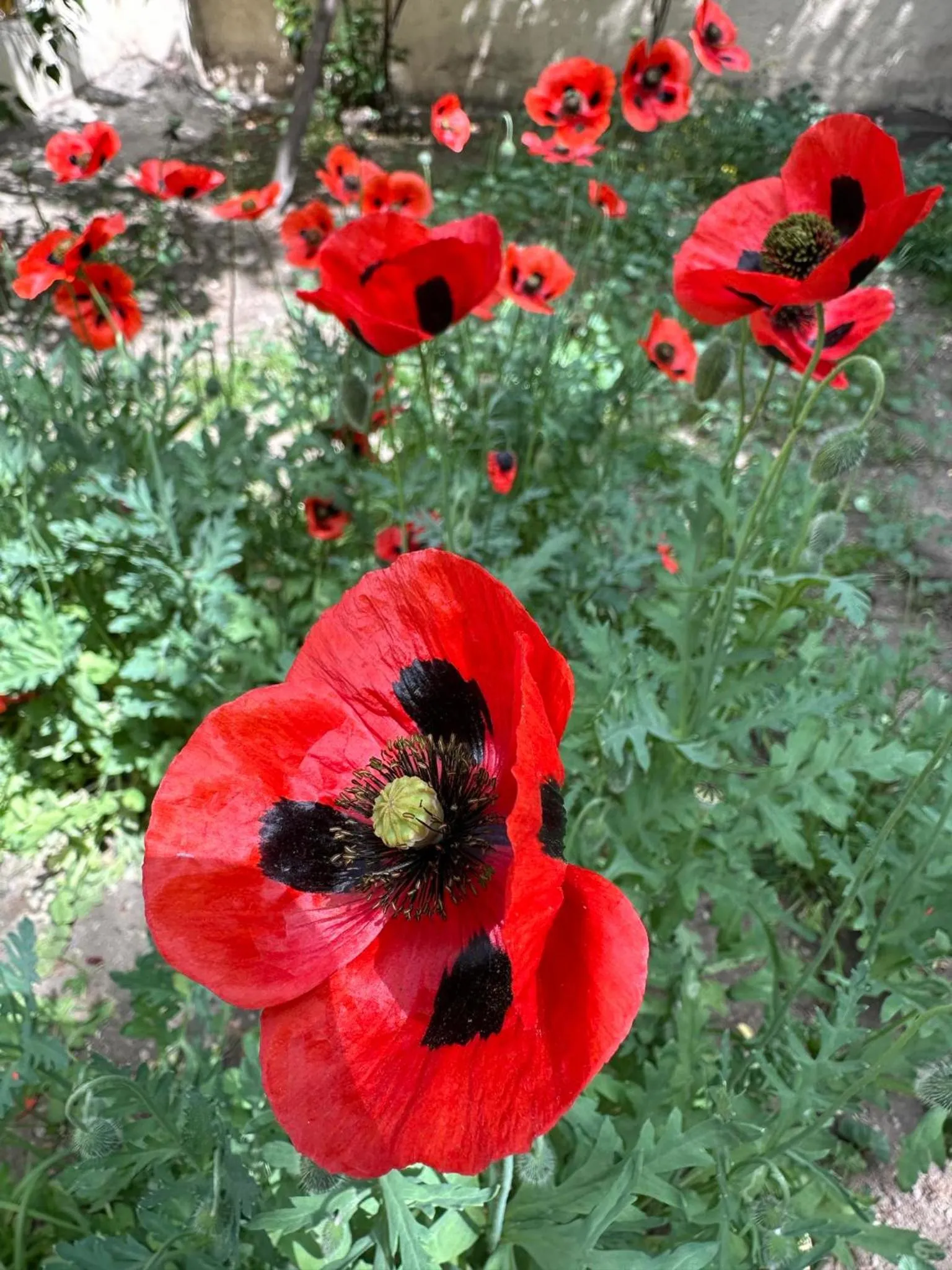 Li Yes Yerevan hotel