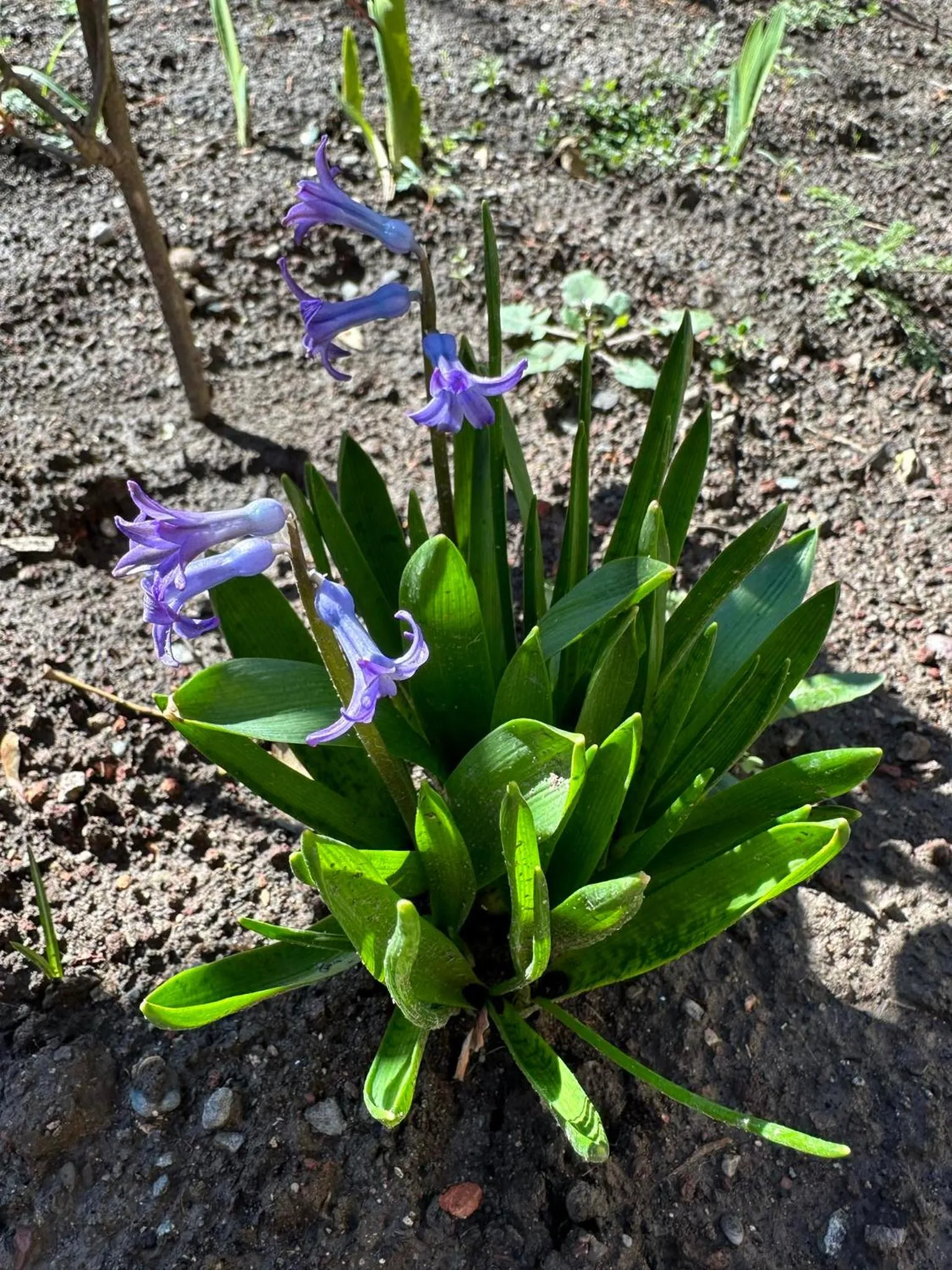 Li Yes Yerevan hotel