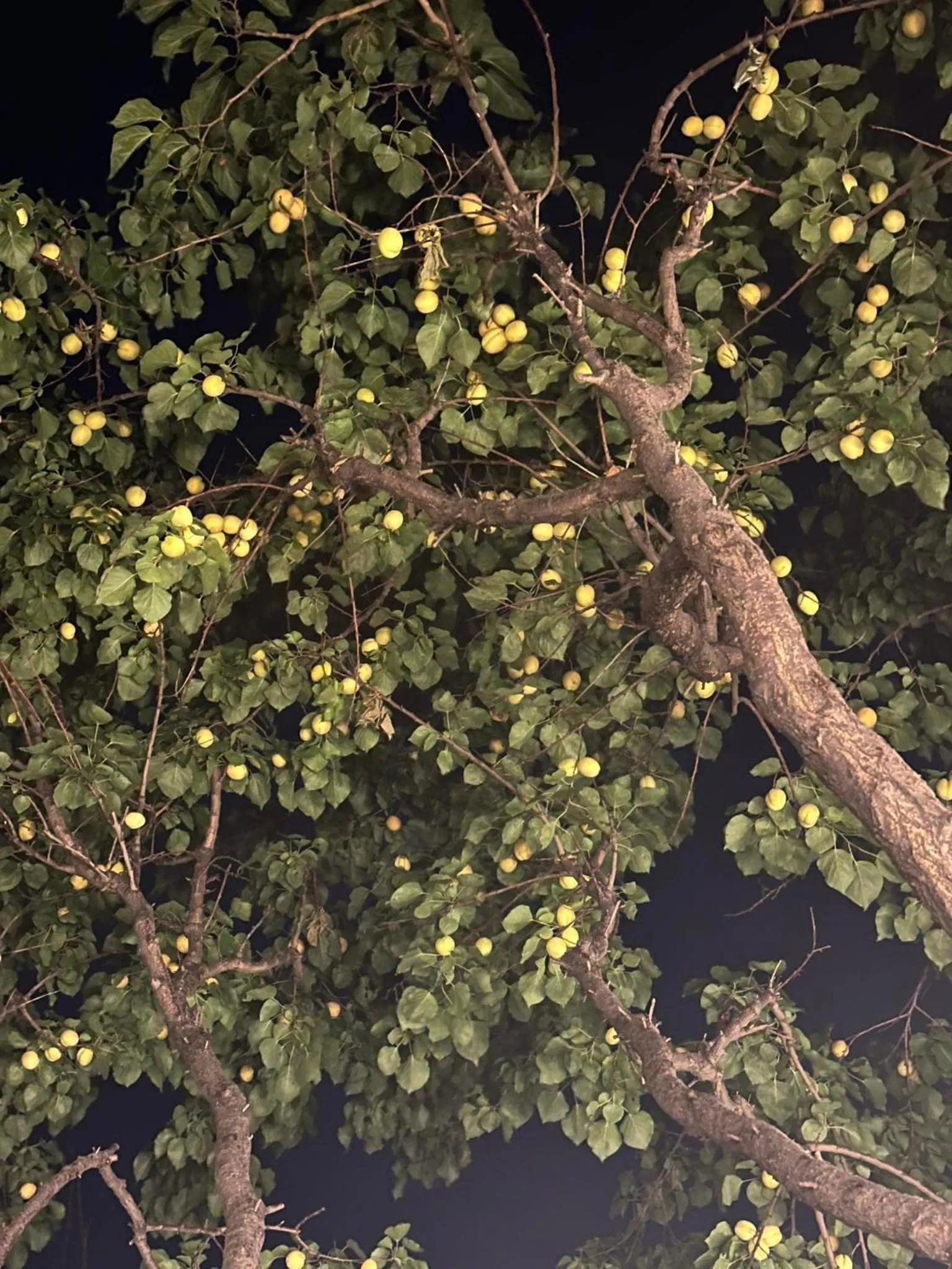 Li Yes Yerevan hotel