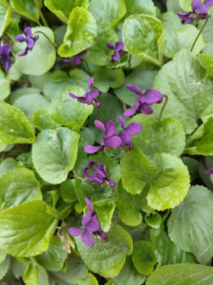 Li Yes Yerevan hotel