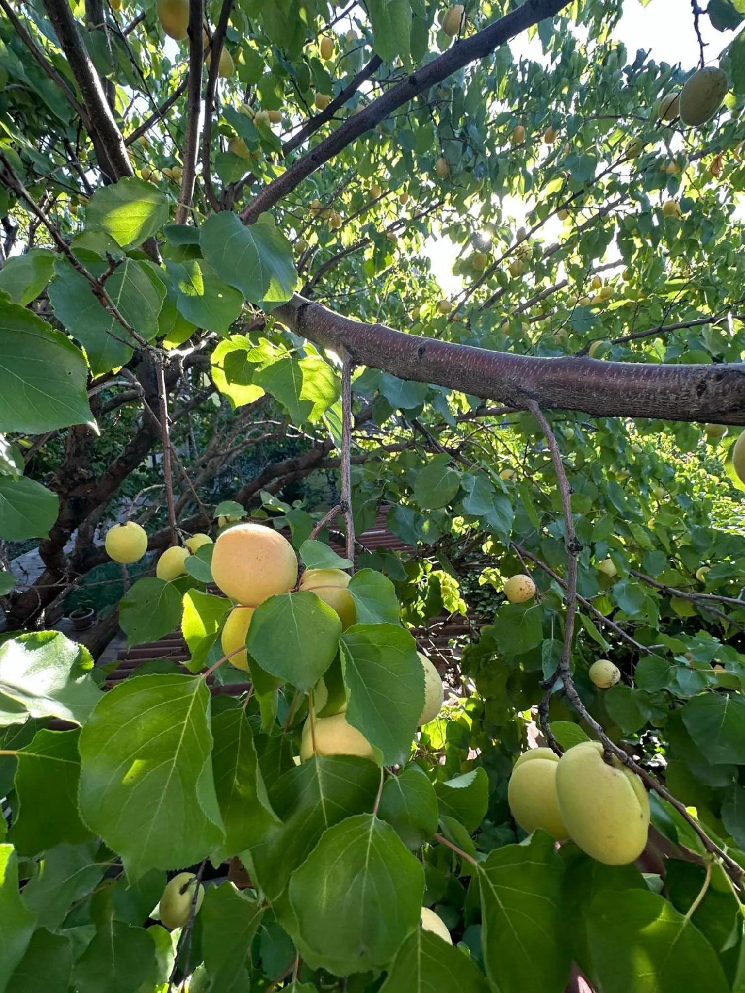 Li Yes Yerevan hotel