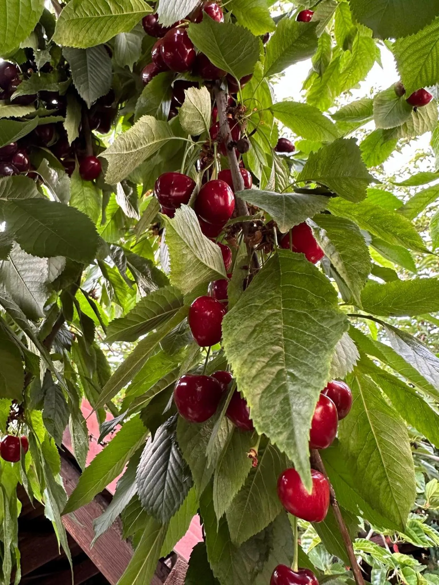 Li Yes Yerevan hotel