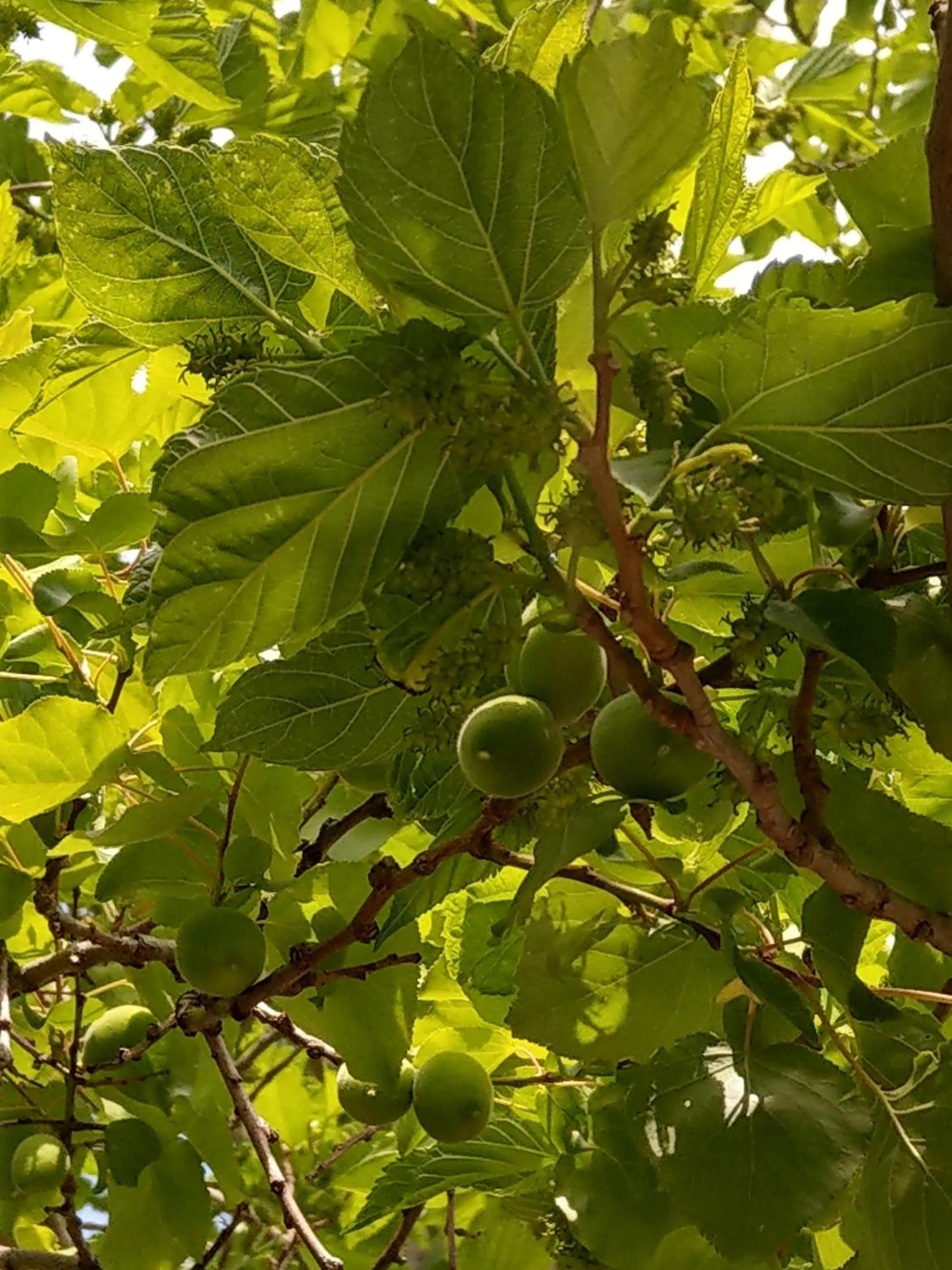 Li Yes Yerevan hotel