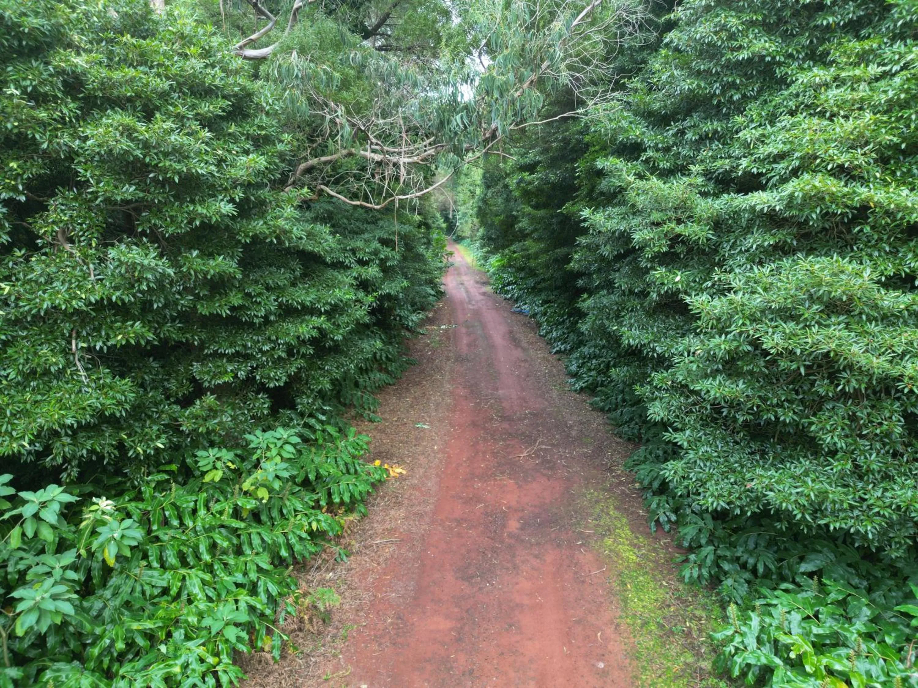 Natural landscape in Caparica Azores Ecolodge