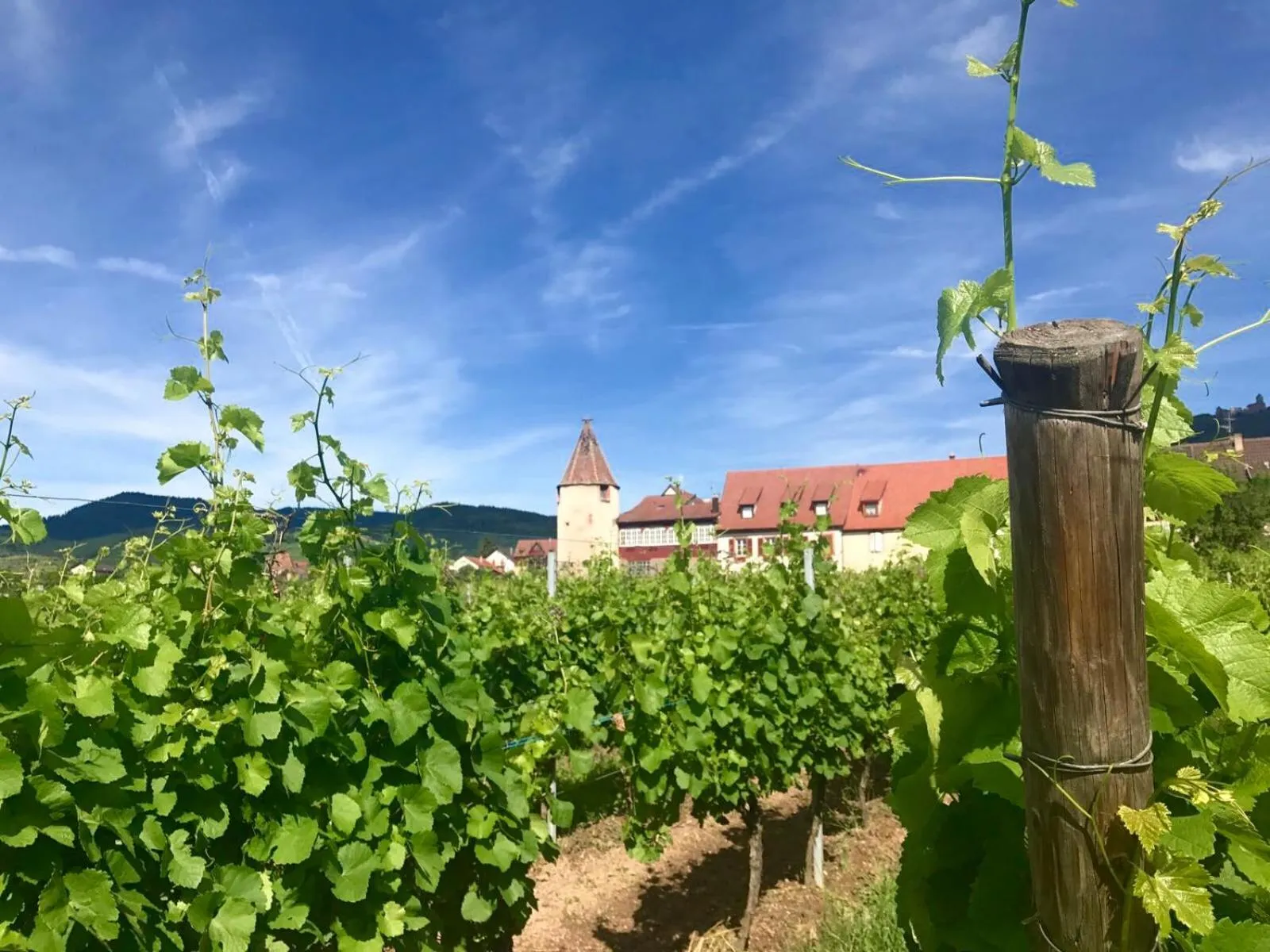 Nearby landmark in Hotel Munsch Restaurant & Wellness, Colmar Nord - Haut-Koenigsbourg