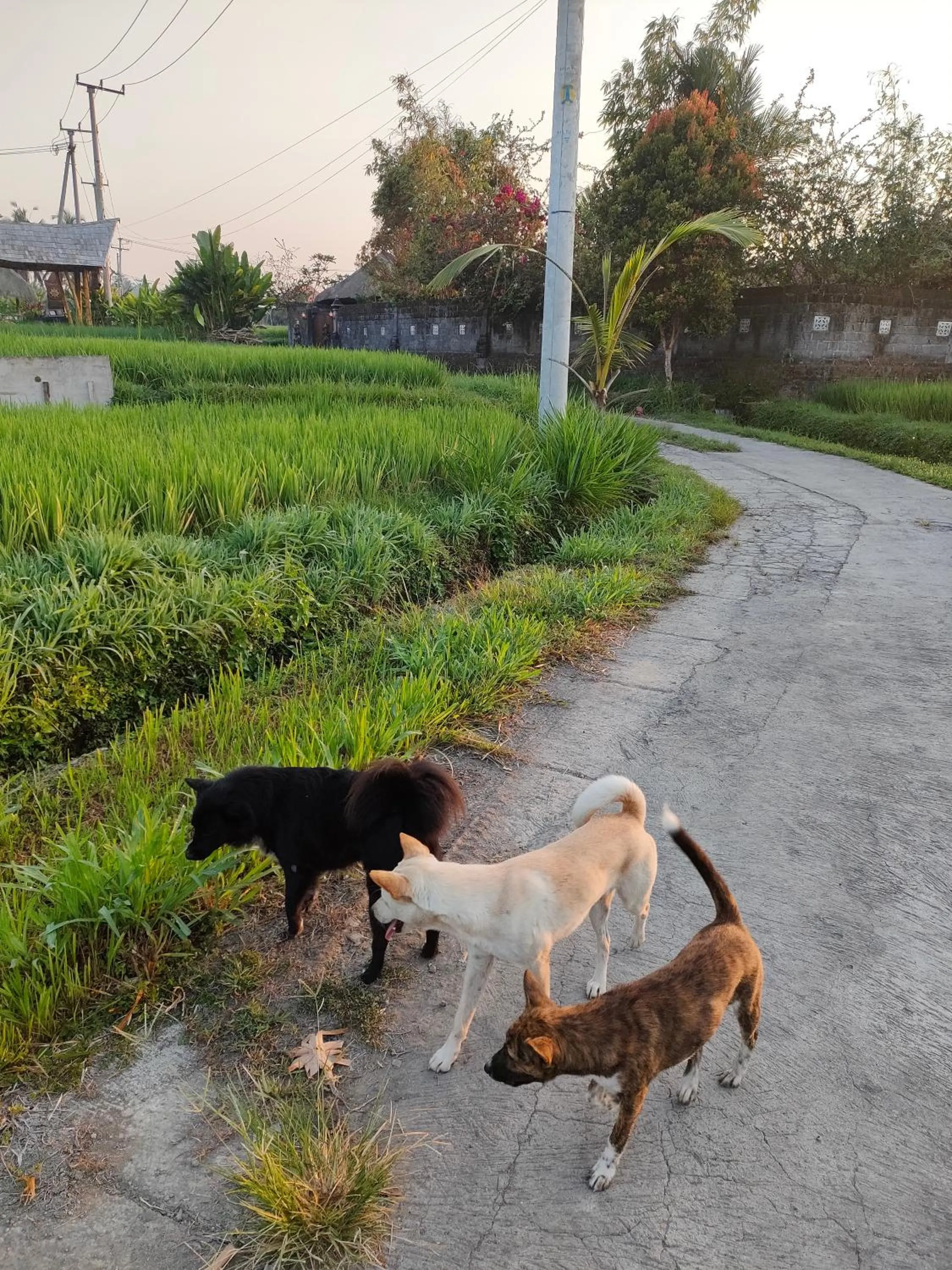Property building in Kayangan Villa Ubud