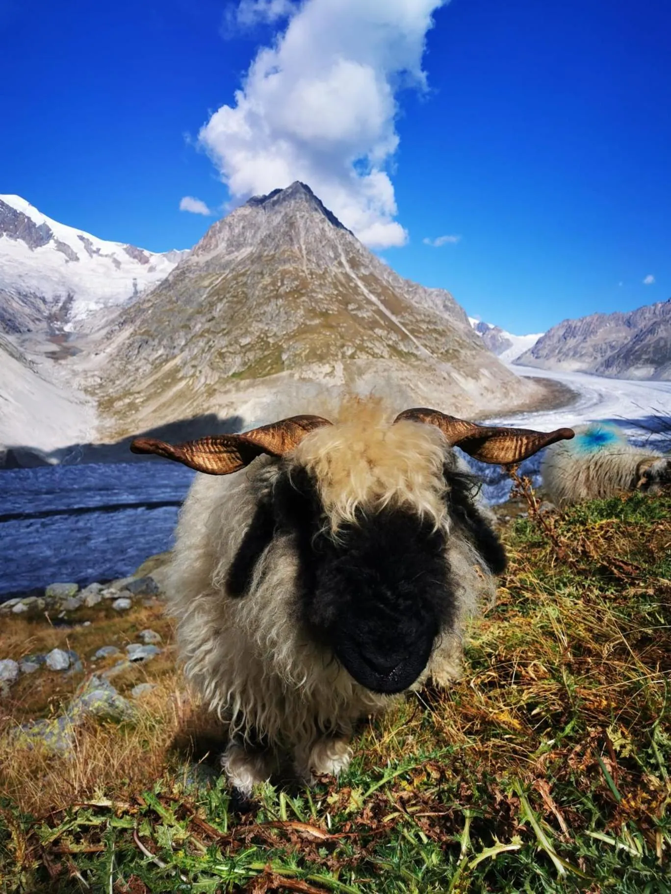 Animals in Hotel Derby