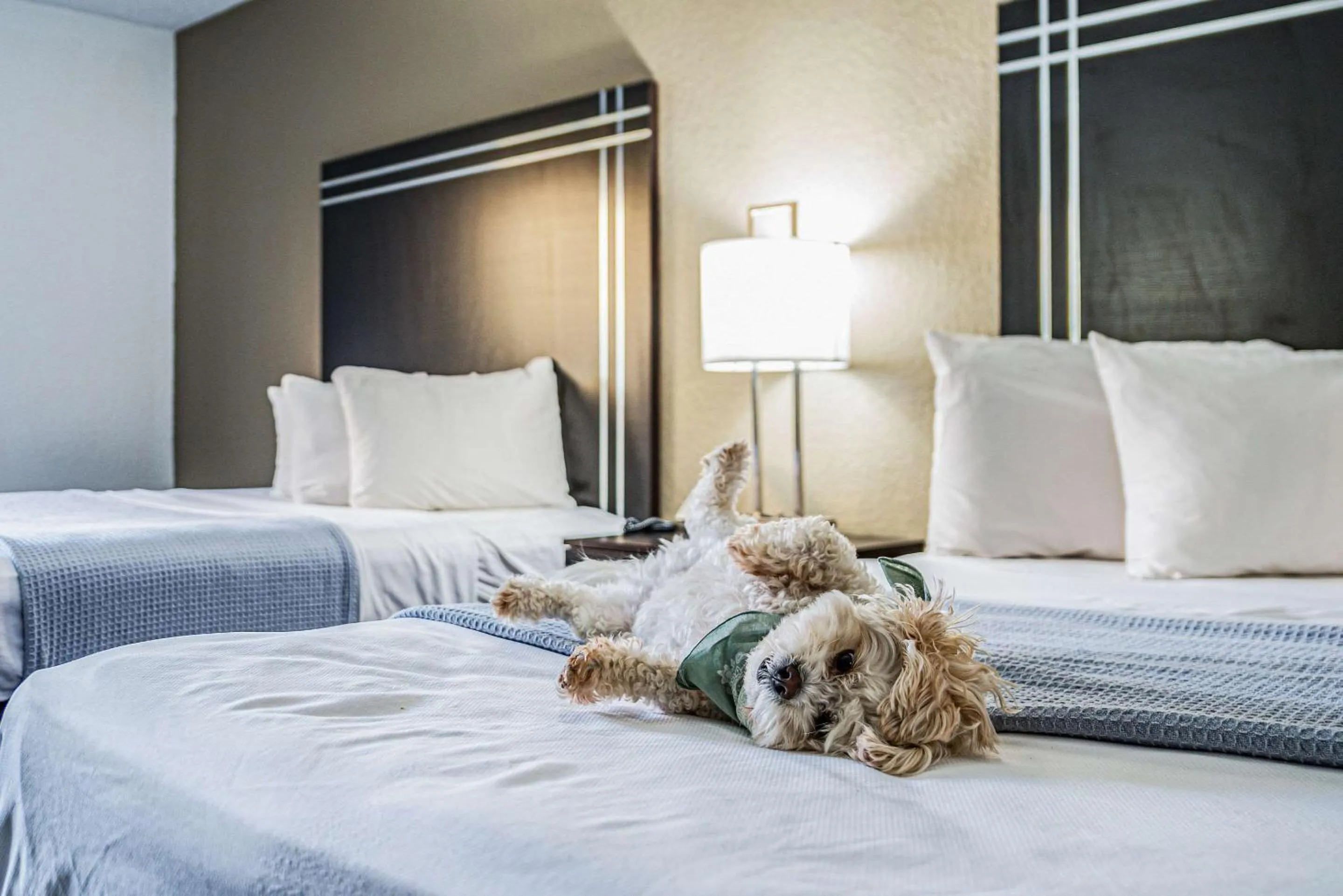 Bedroom, Bed in Econo Lodge Cleveland Southeast - Kent