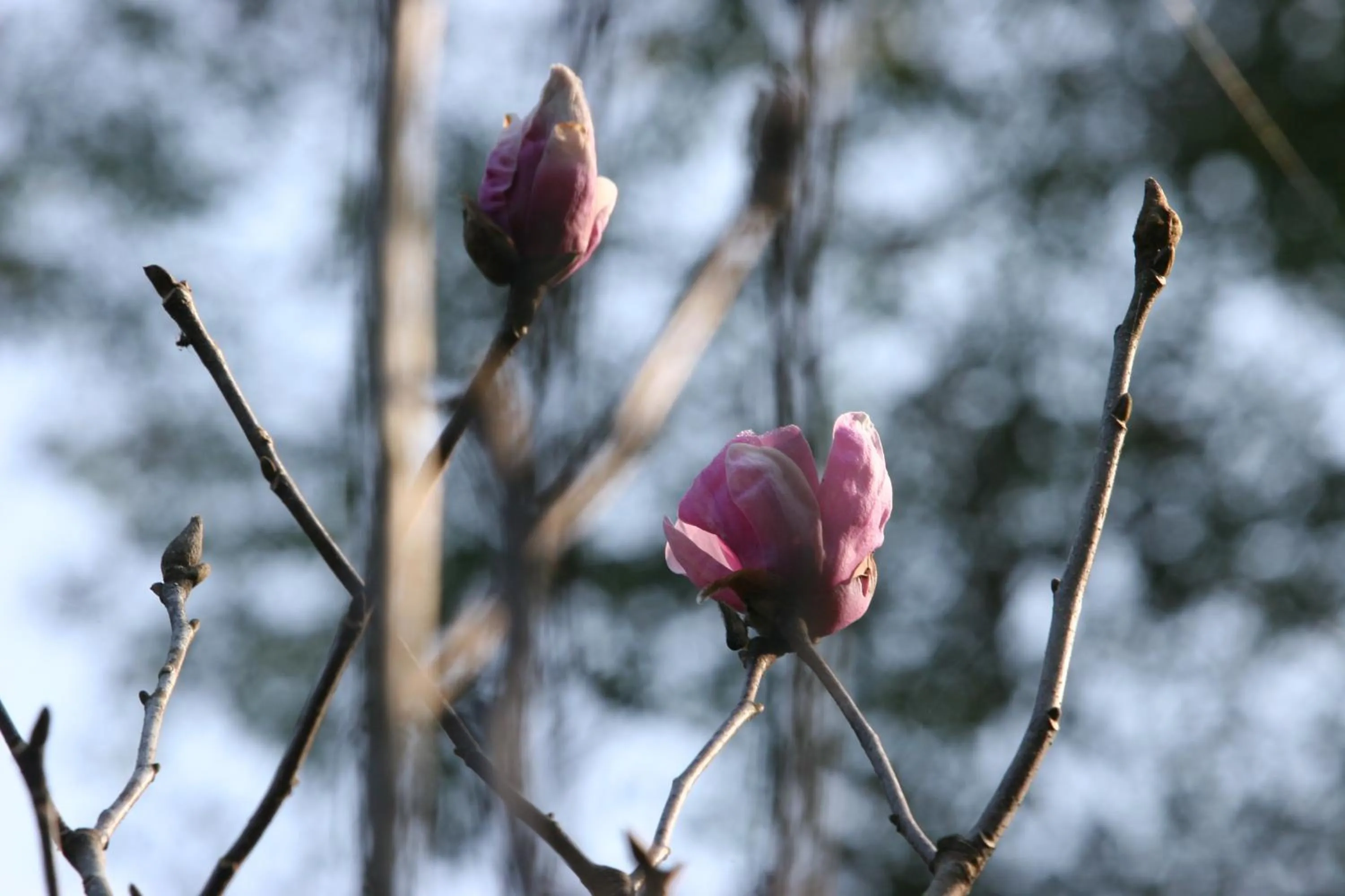 Garden in Villa Darakorn Hill Country House