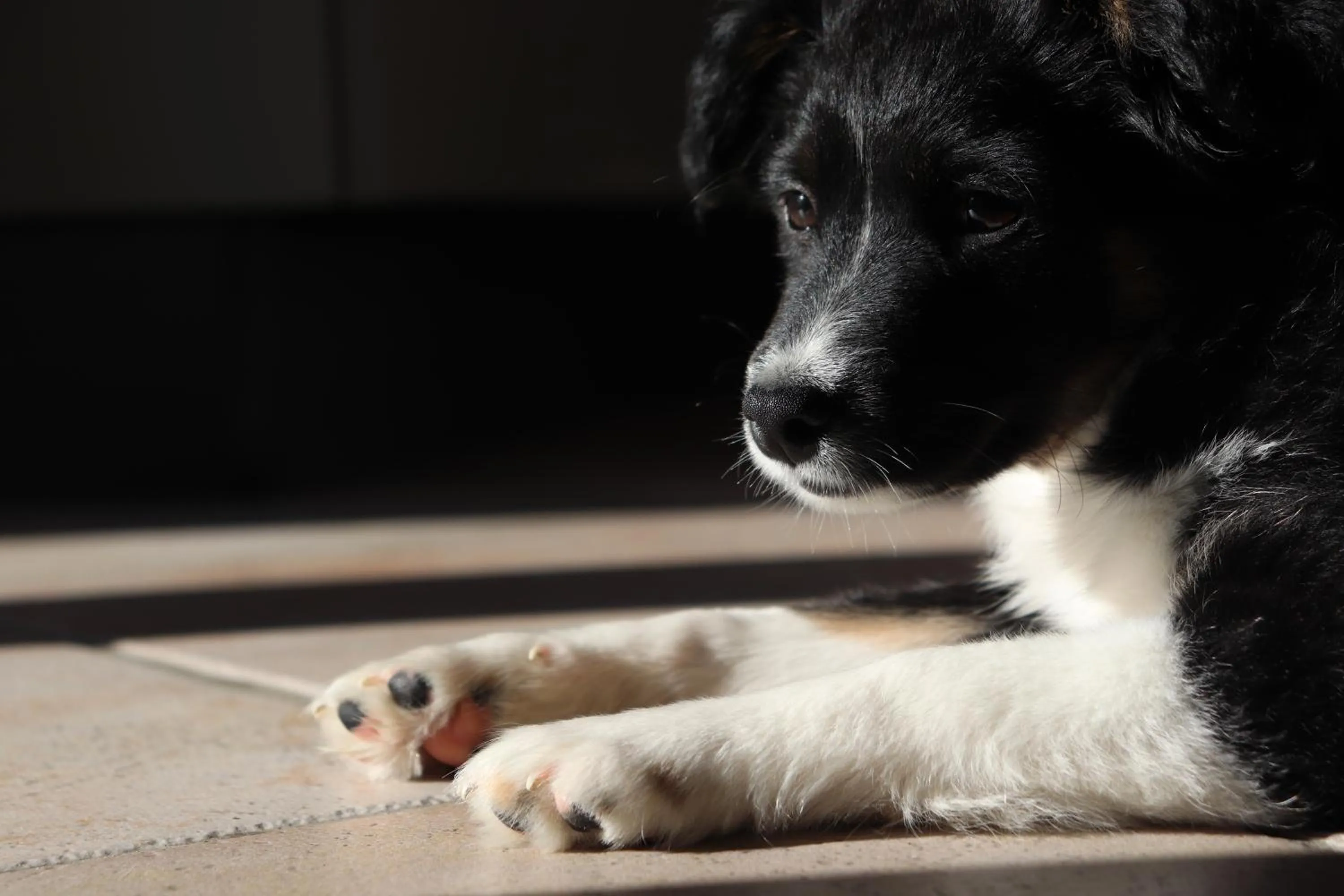 Animals in B&B Al Chicco d'Uva