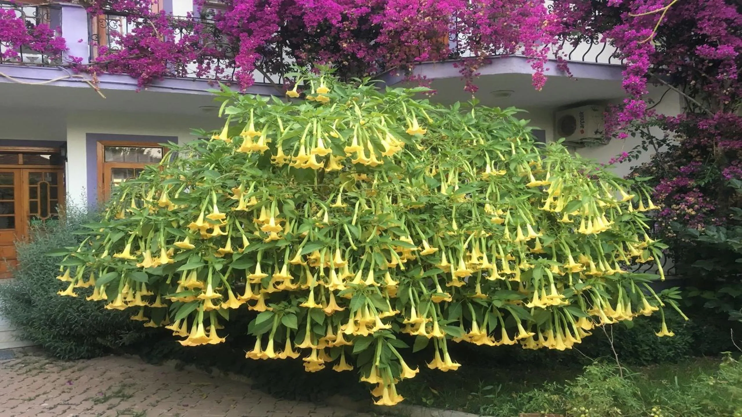 Facade/entrance in YENI DOGA HOTEL