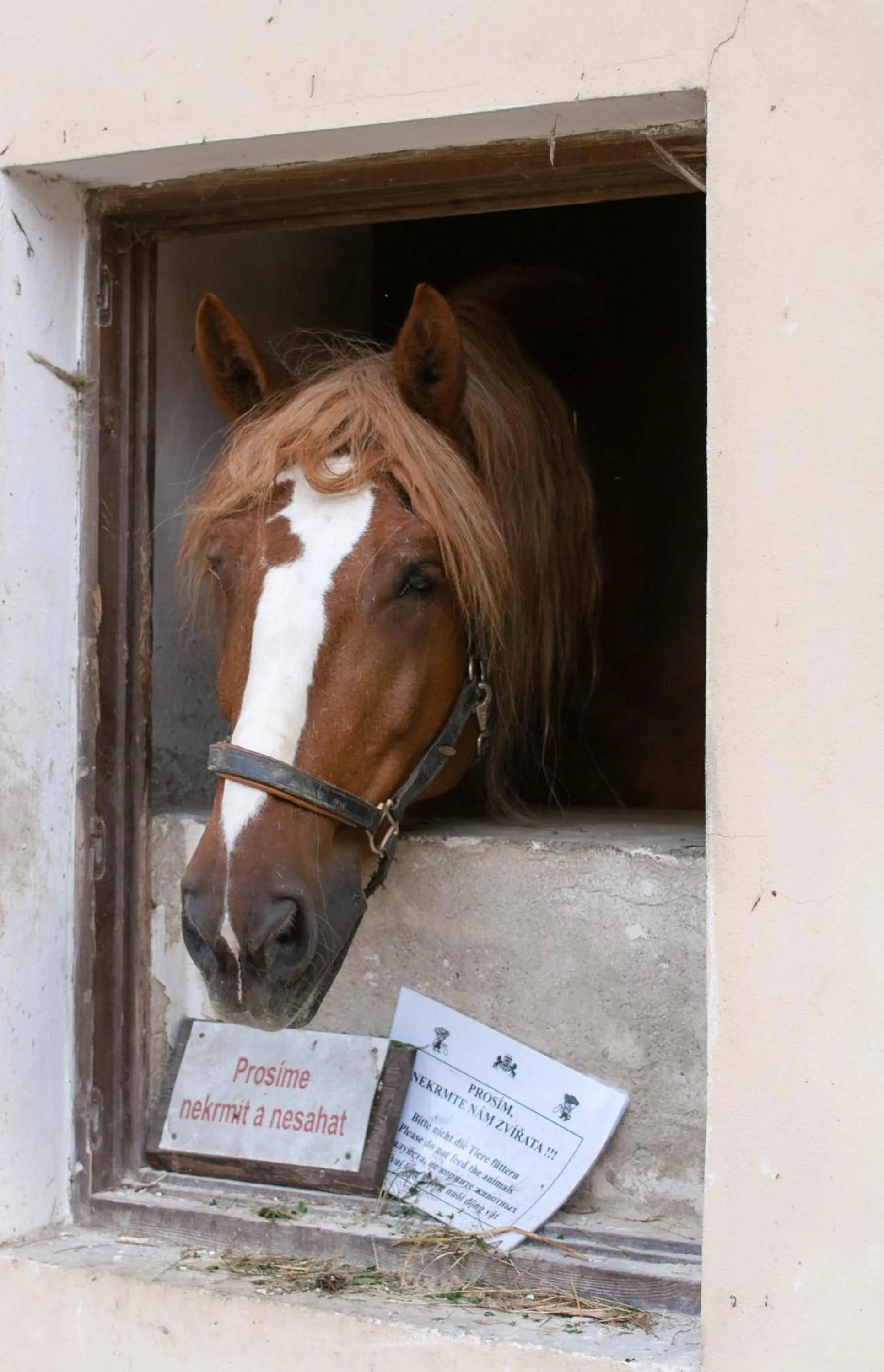 Horse-riding in Hotel Resort Stein