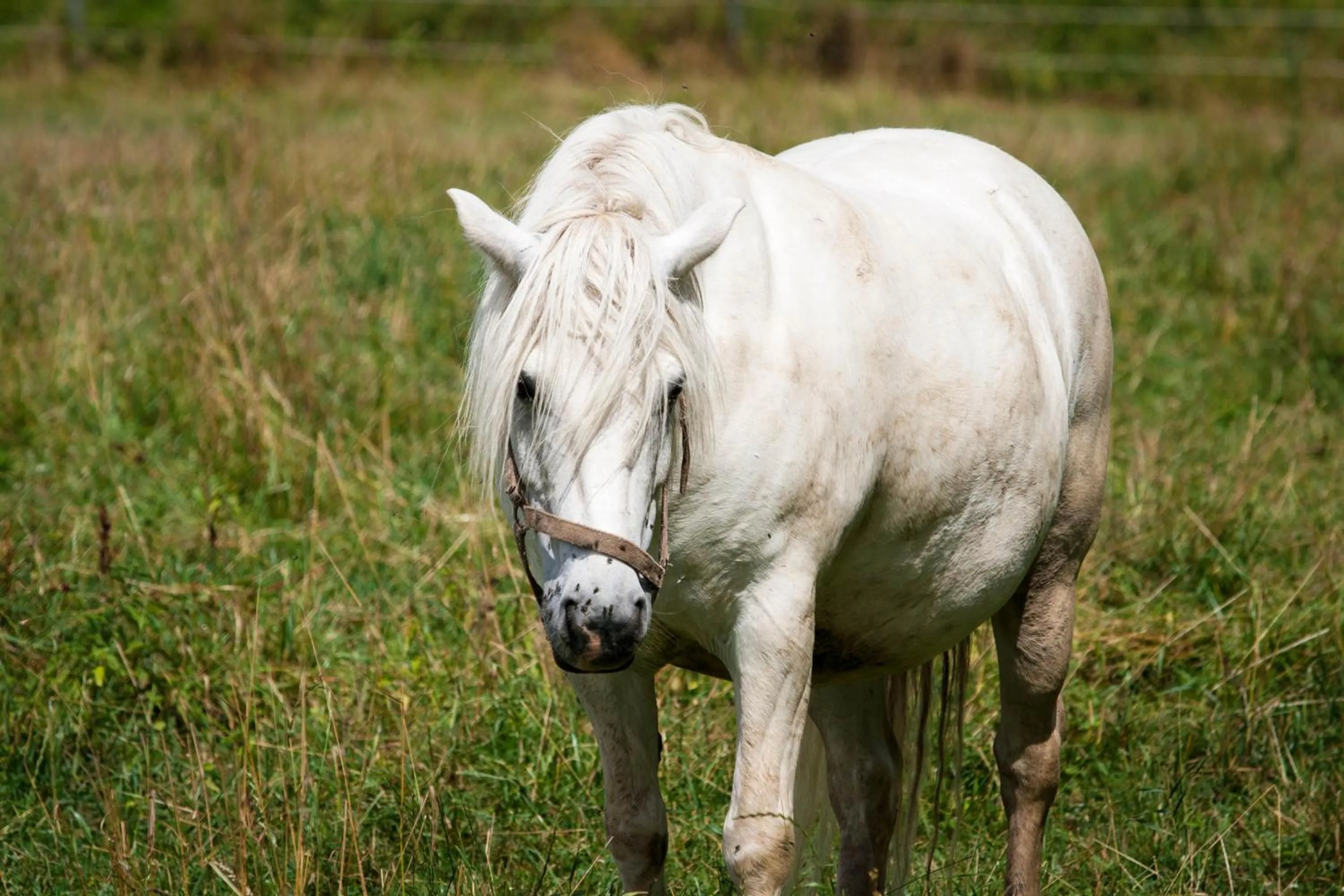 Horse-riding in Hotel Resort Stein