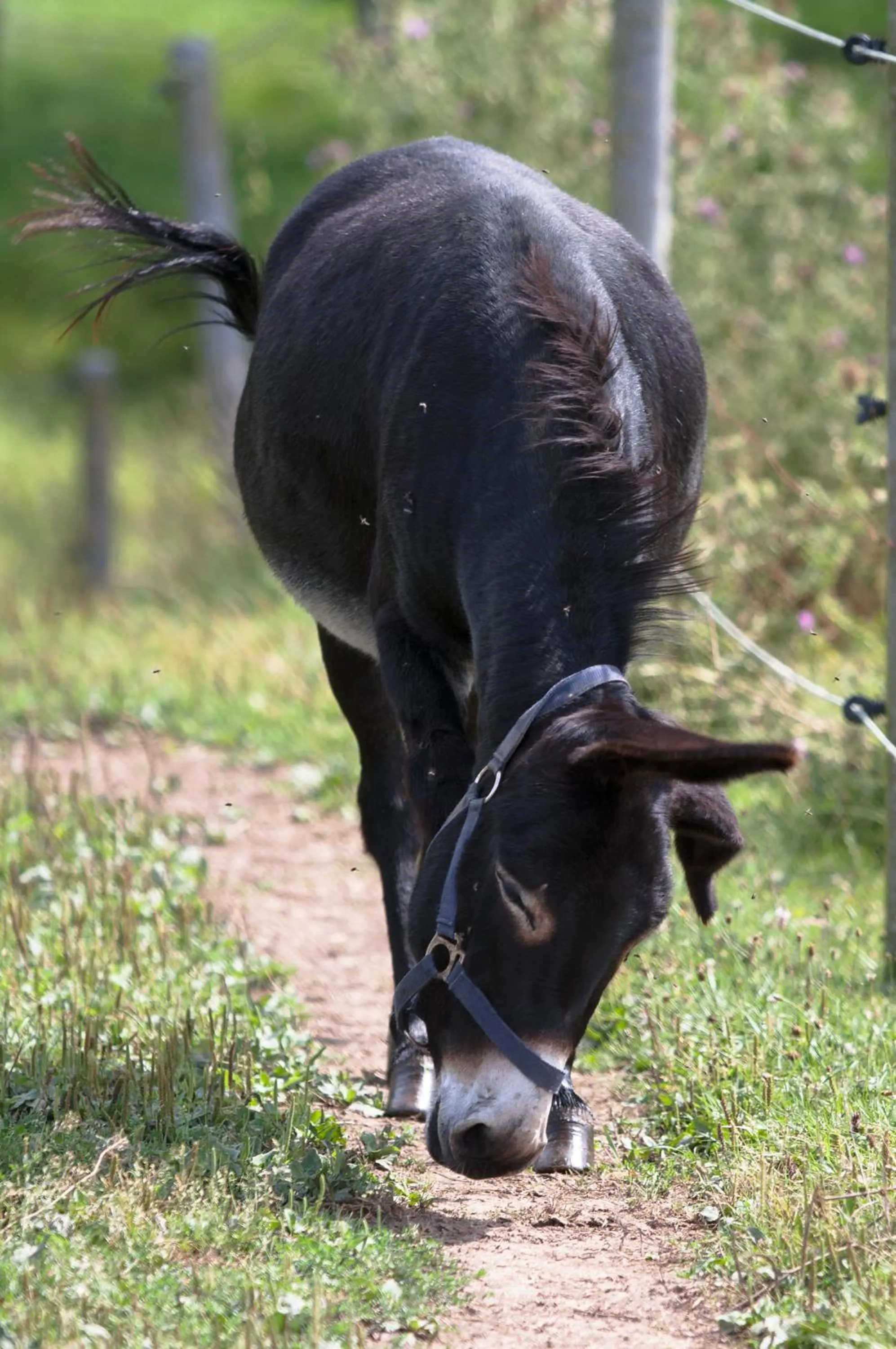 Garden in Hotel Resort Stein