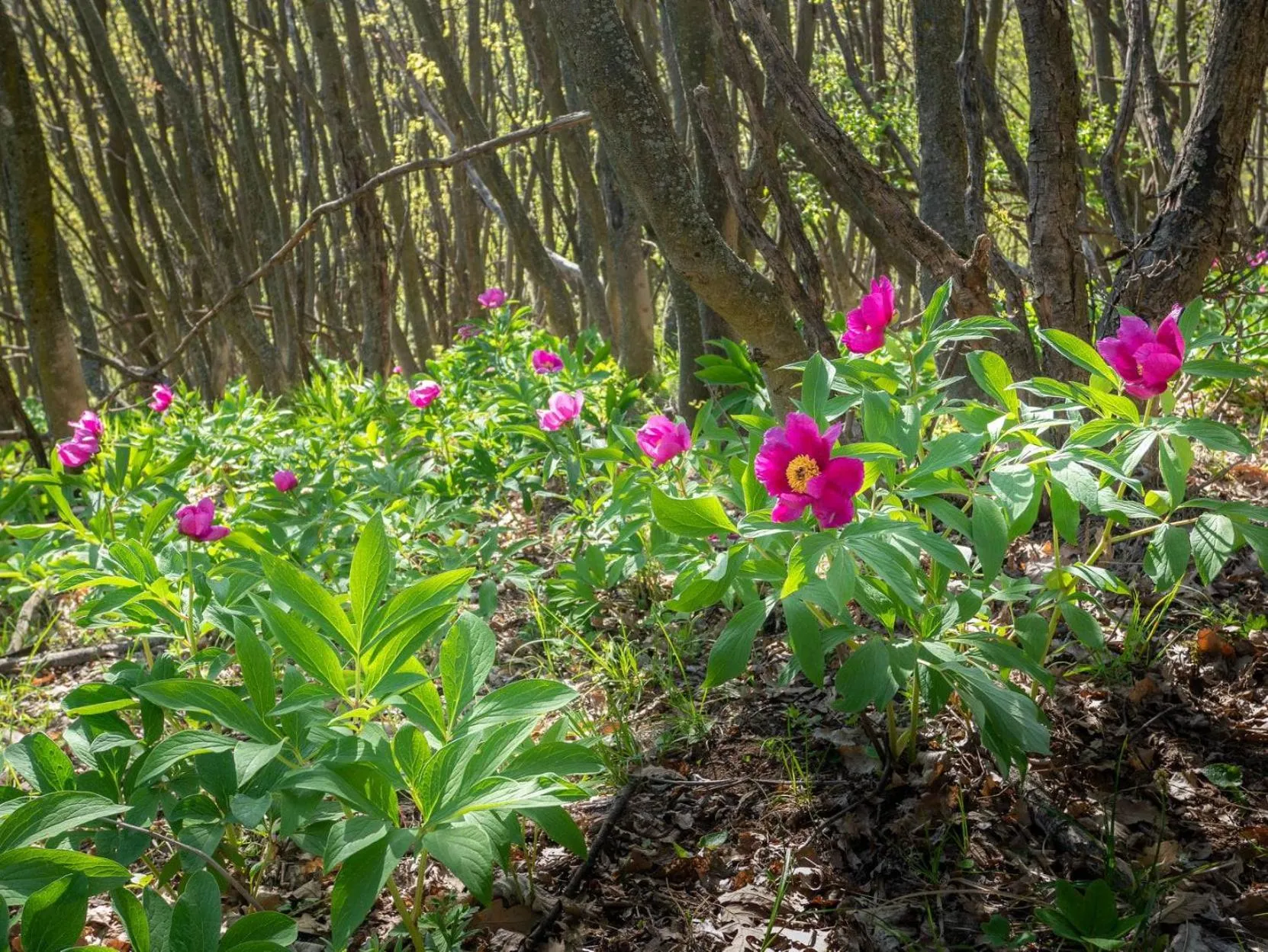 Natural landscape in István Király Szálló