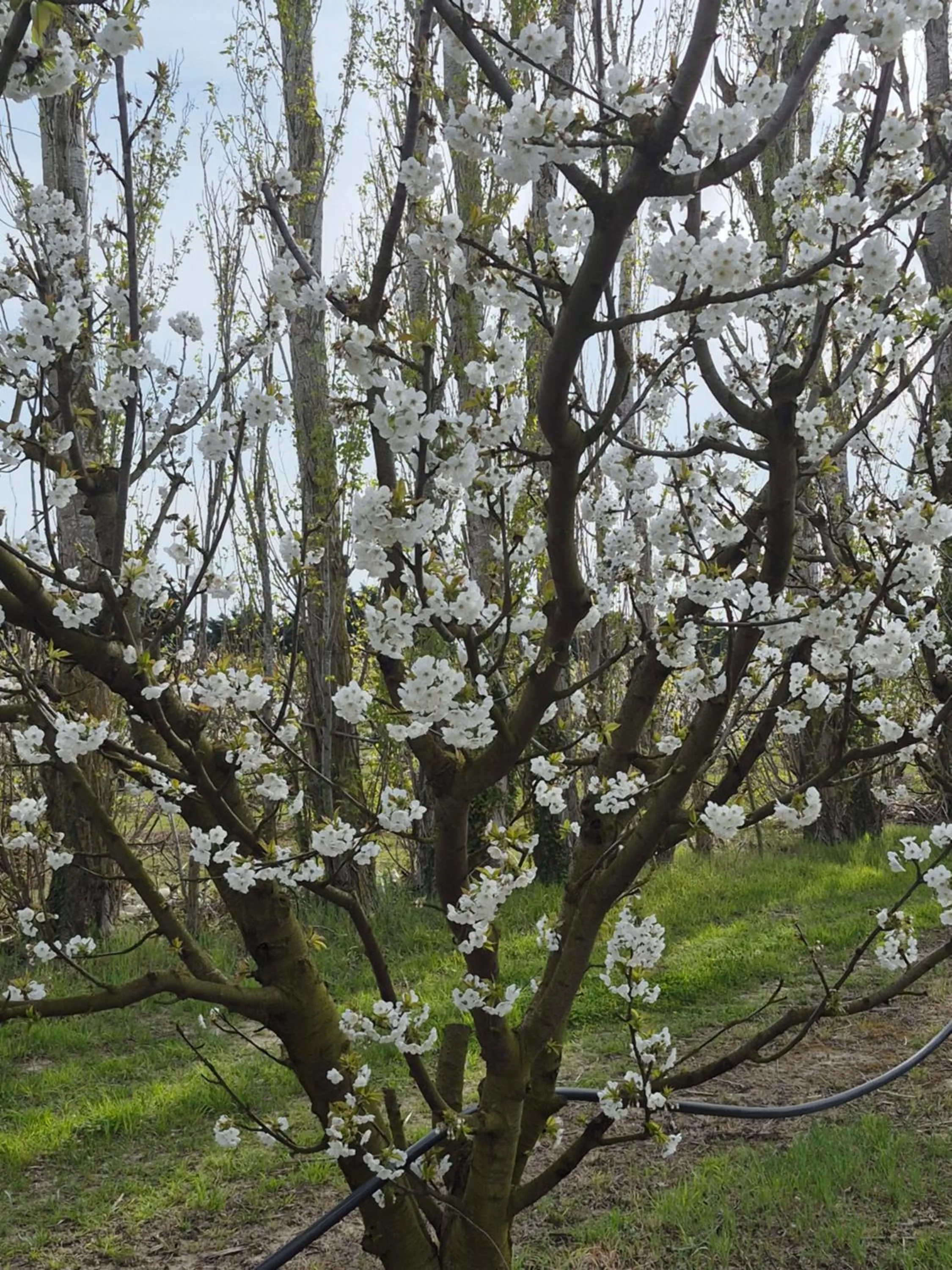 Garden view in Le Mas des Cerisiers JACUZZI et SAUNA inclus pour tous les logements