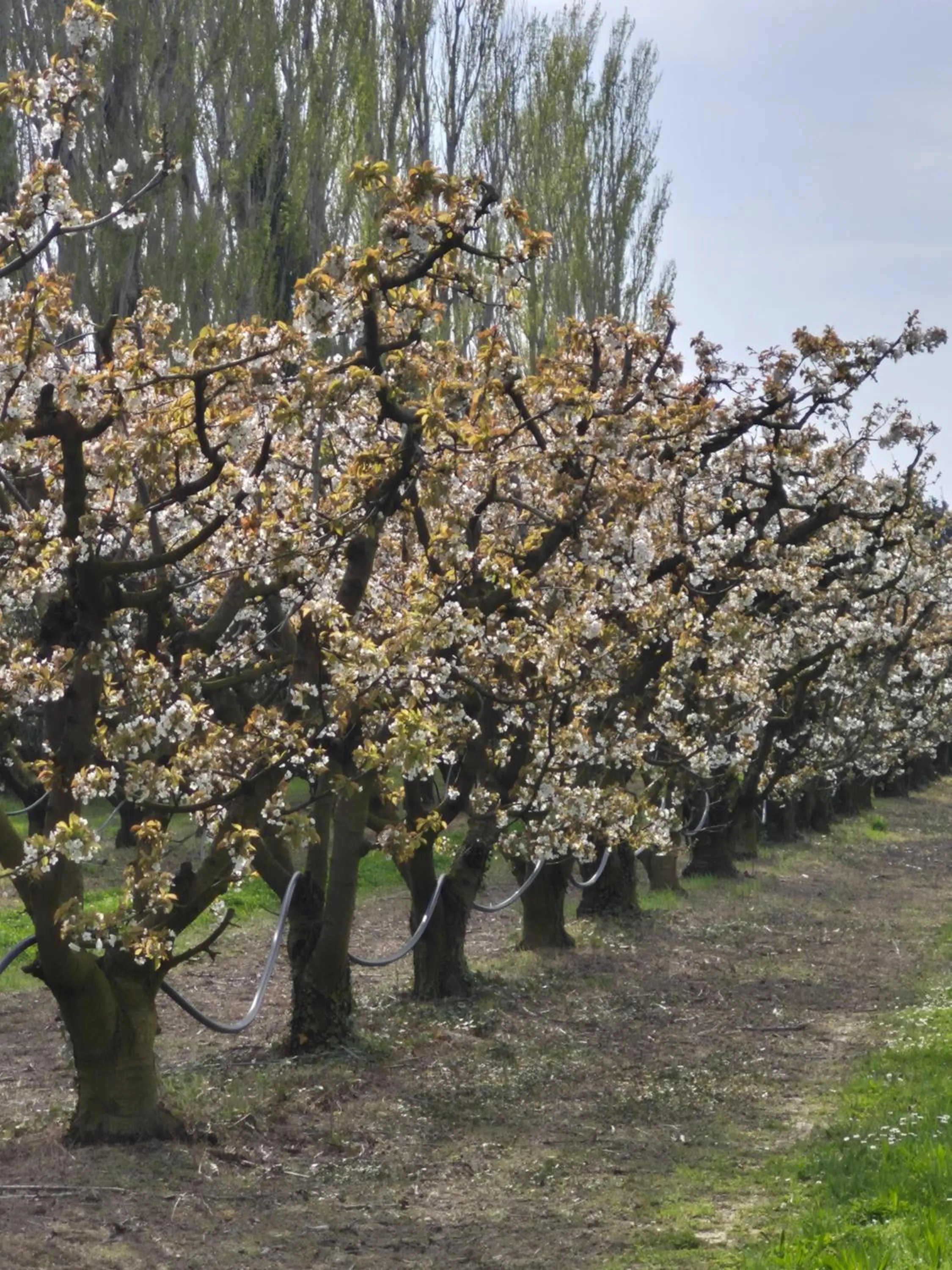 Garden in Le Mas des Cerisiers JACUZZI et SAUNA inclus pour tous les logements