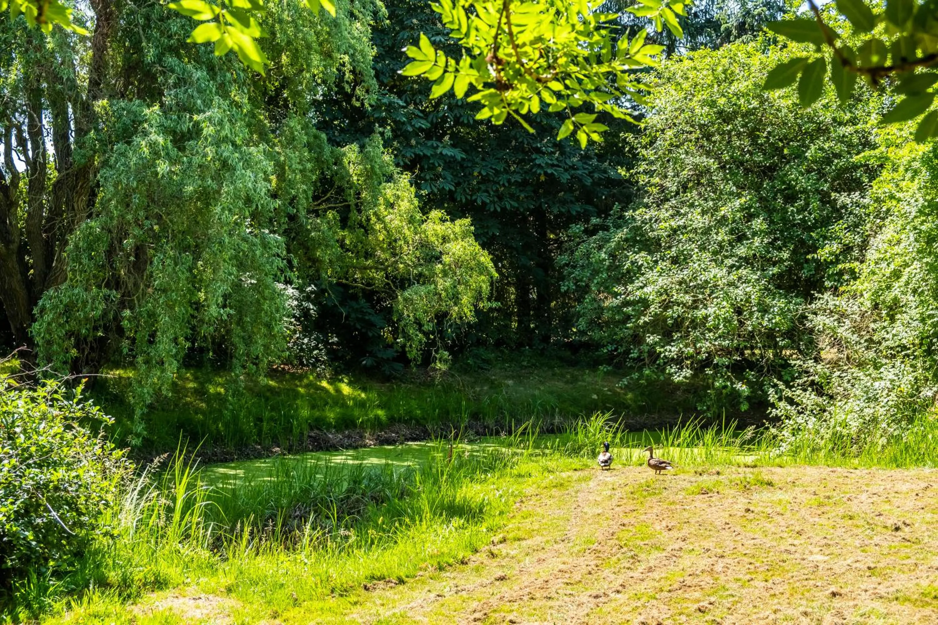 Garden in Hotel, Restaurant, Café Pharisäerhof - Nordseeurlaub mit Hund