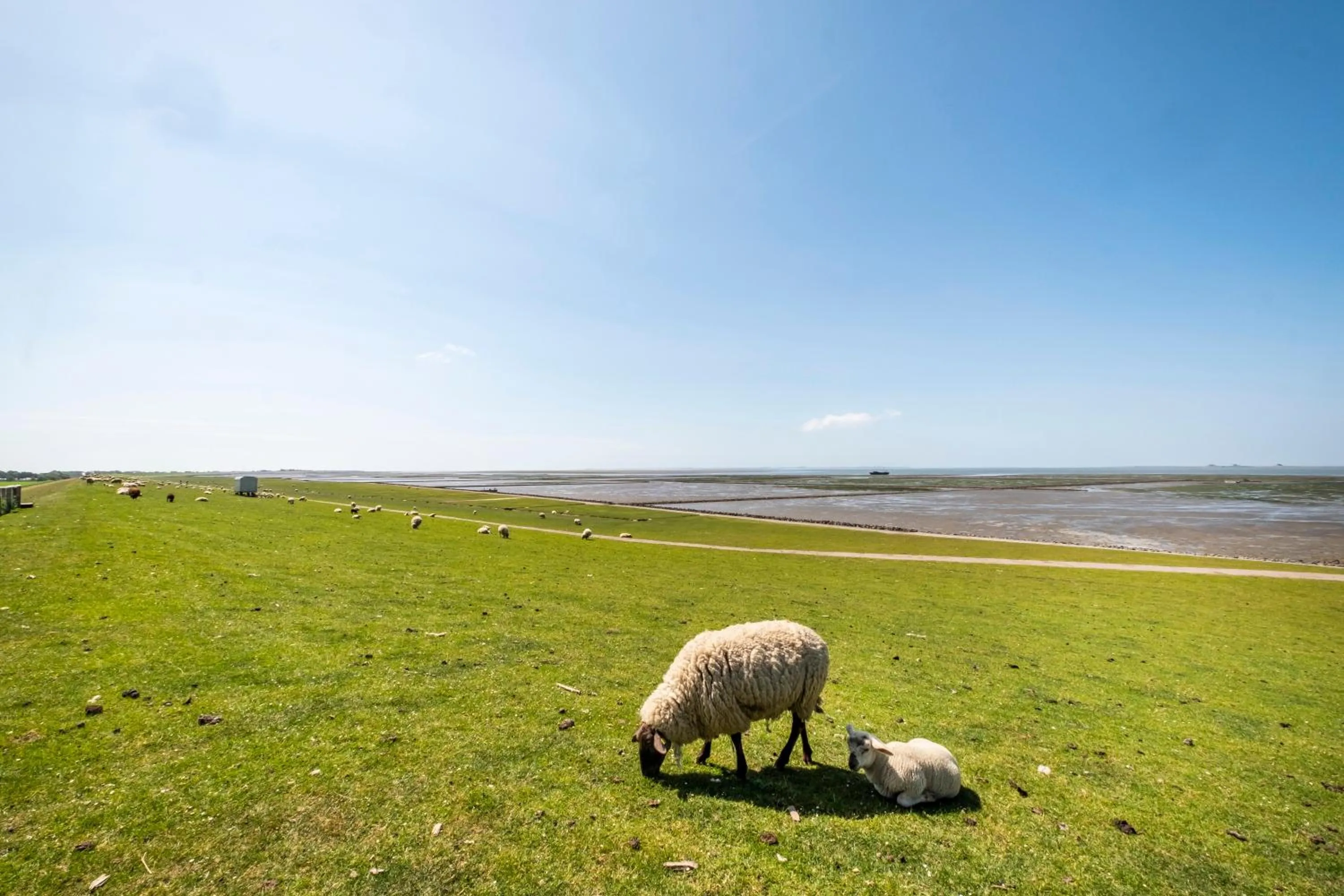 Staff in Hotel, Restaurant, Café Pharisäerhof - Nordseeurlaub mit Hund