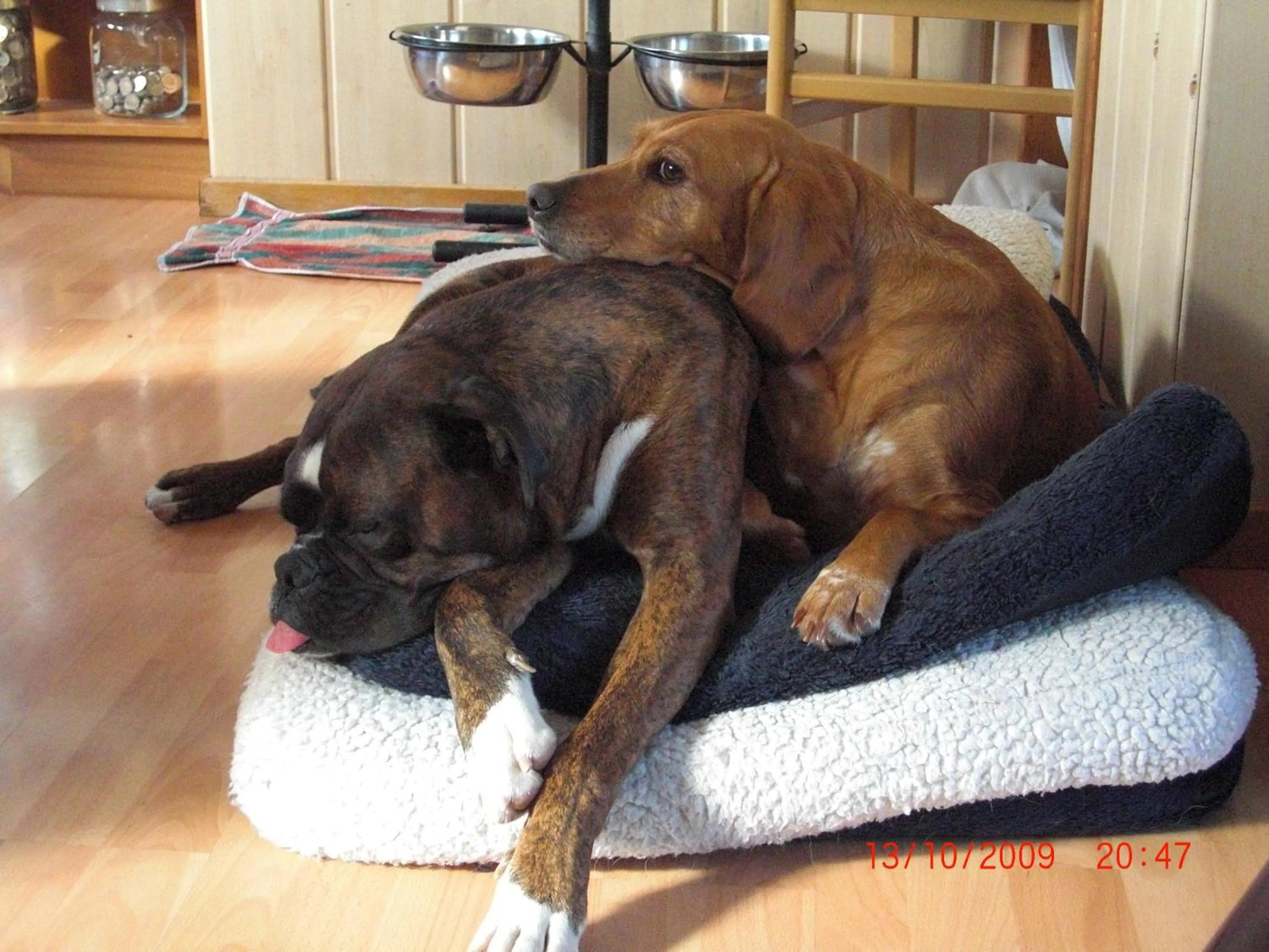 Other in Hotel, Restaurant, Café Pharisäerhof - Nordseeurlaub mit Hund