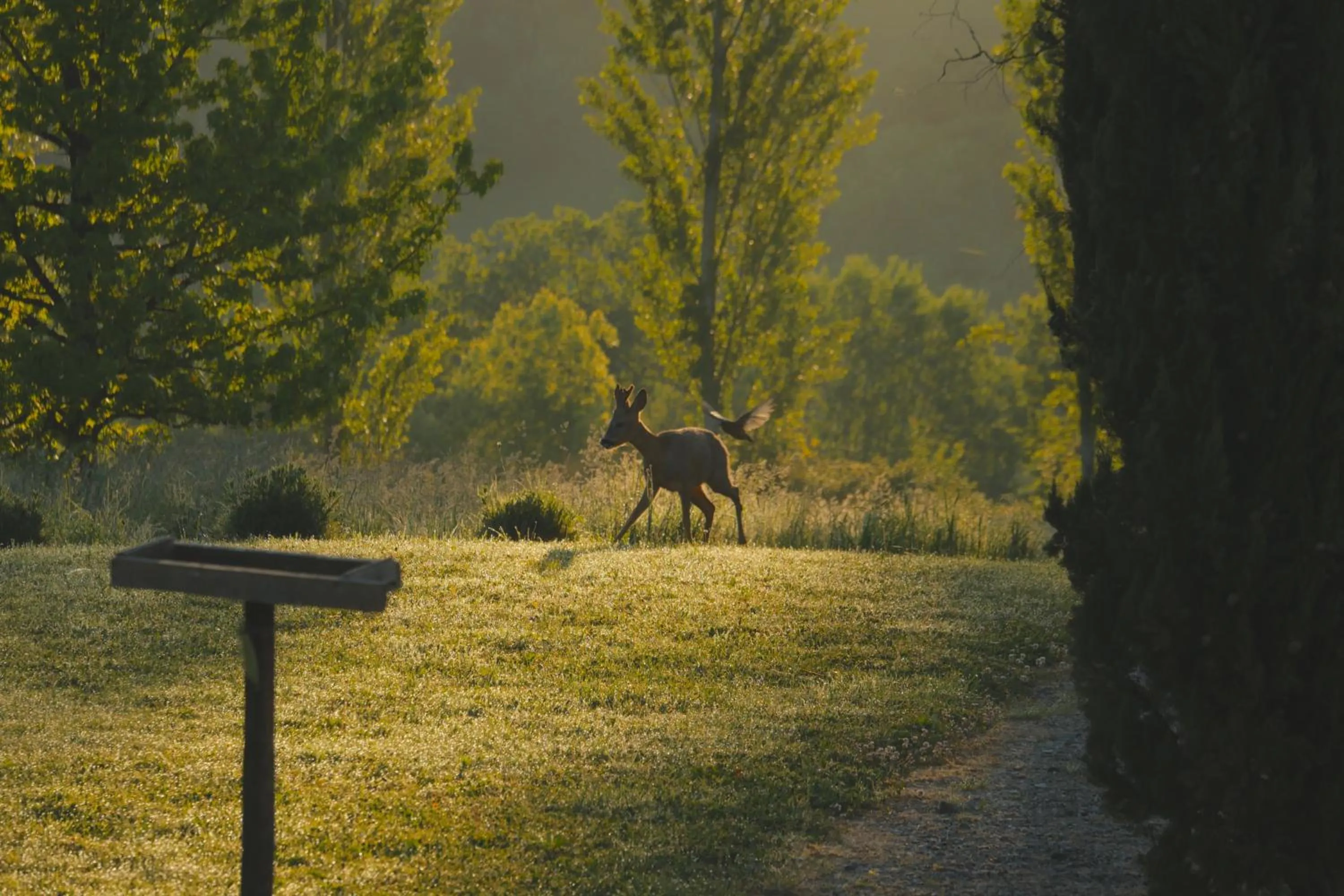 Garden in Chambres d'Hôtes Secret Pyrenées
